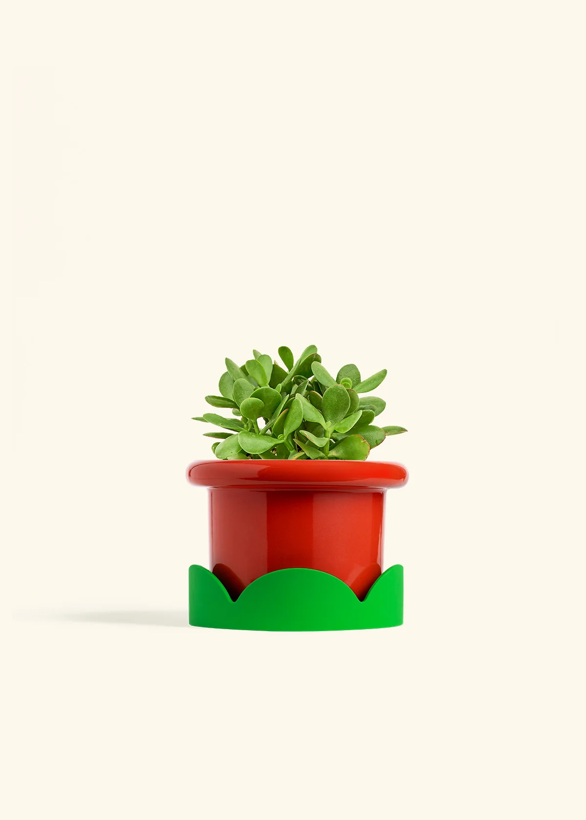 Jade Plant - Image 17
