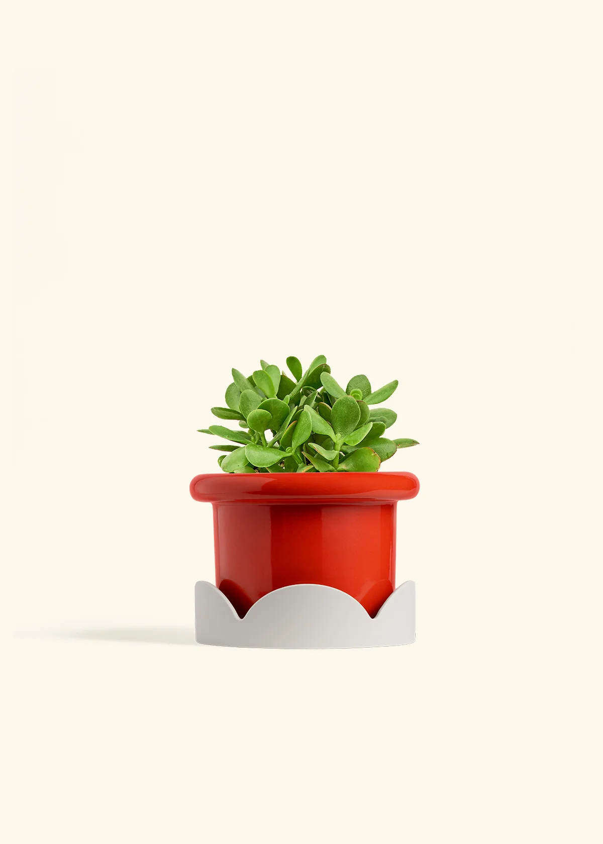 Jade Plant - Image 18