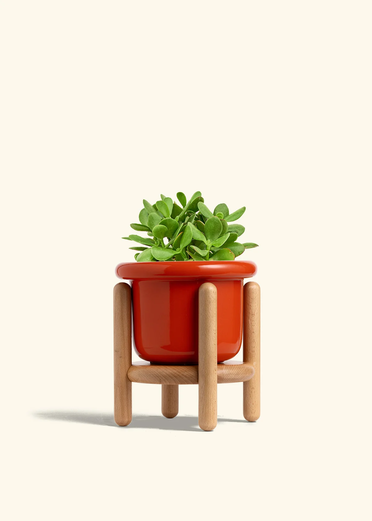 Jade Plant - Image 19