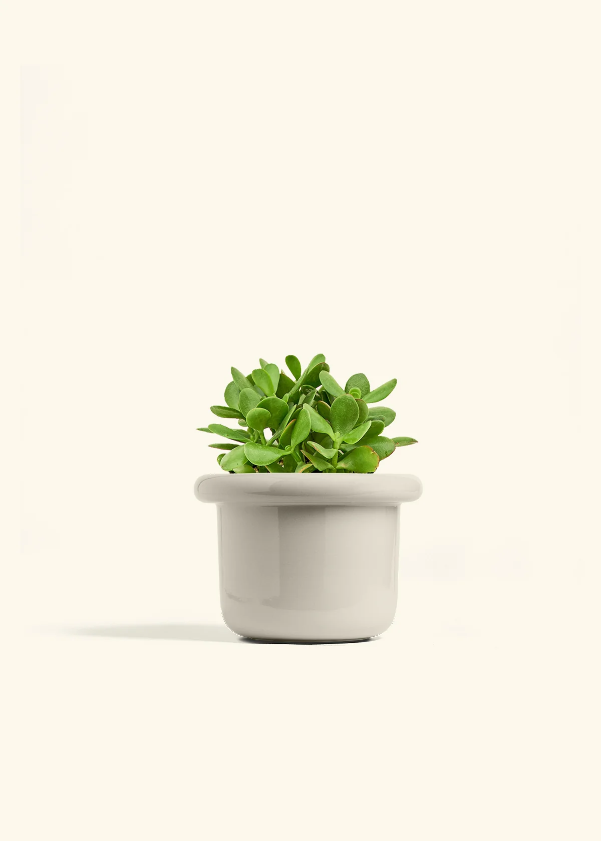 Jade Plant - Image 20