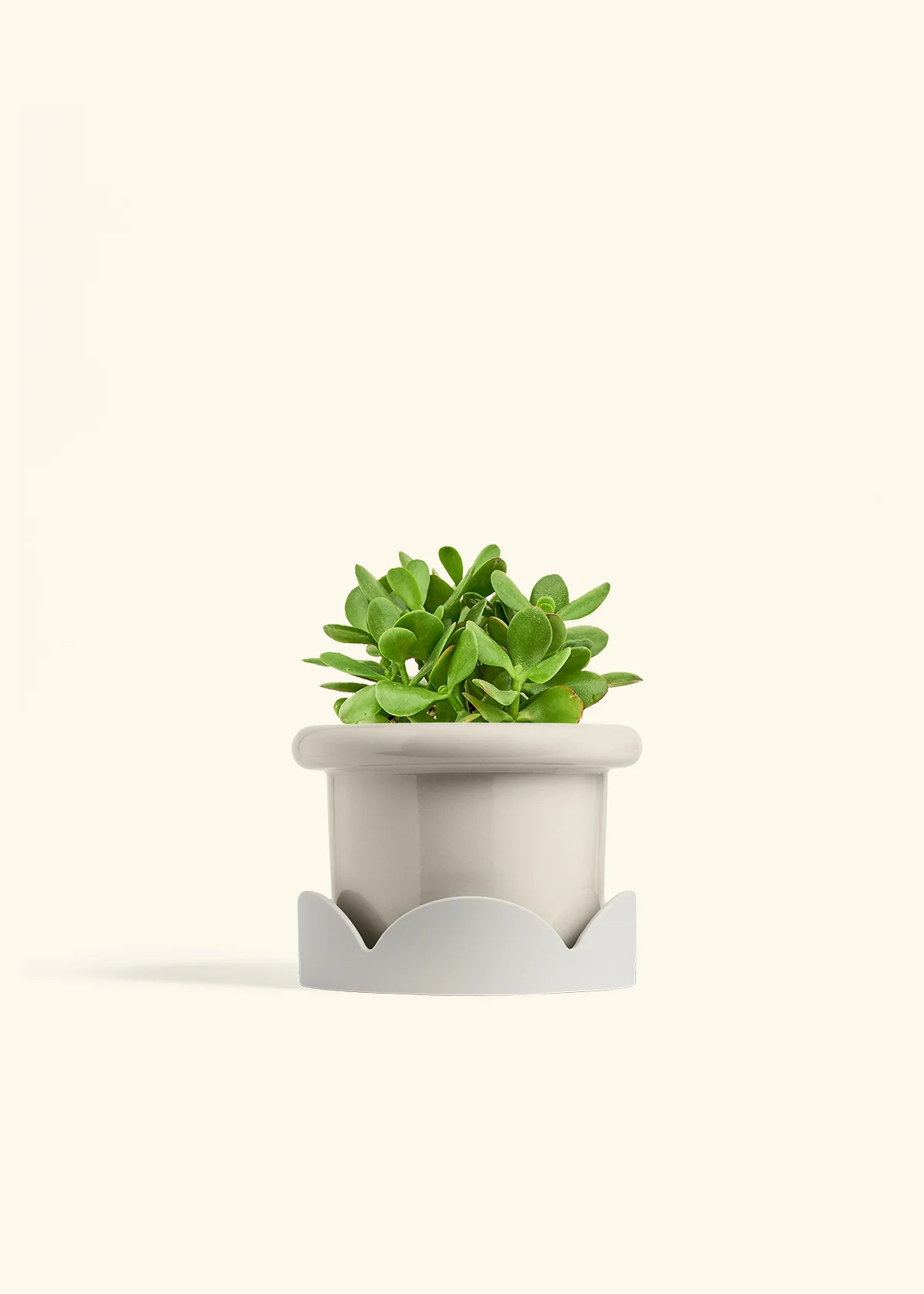 Jade Plant - Image 22