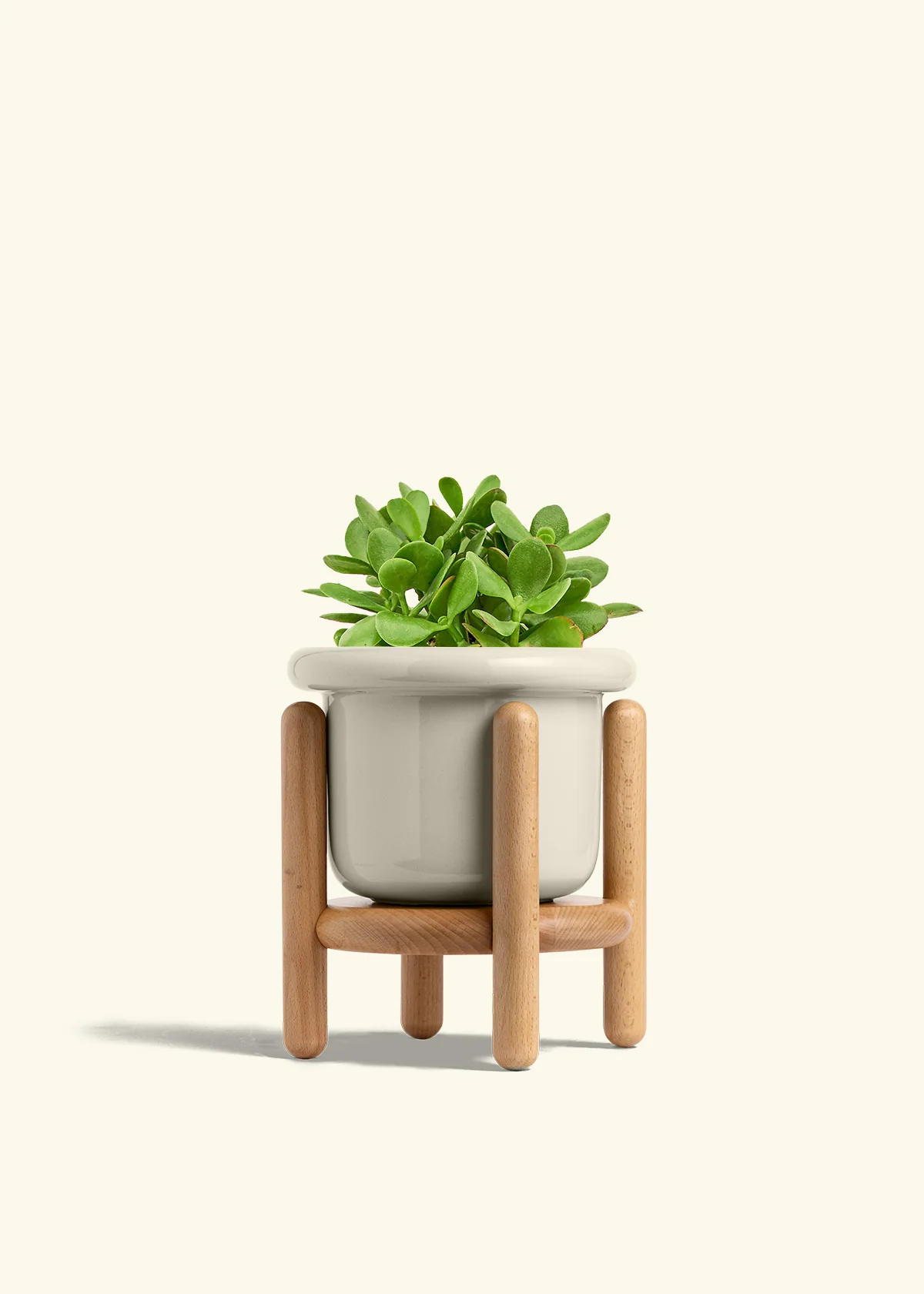 Jade Plant - Image 23