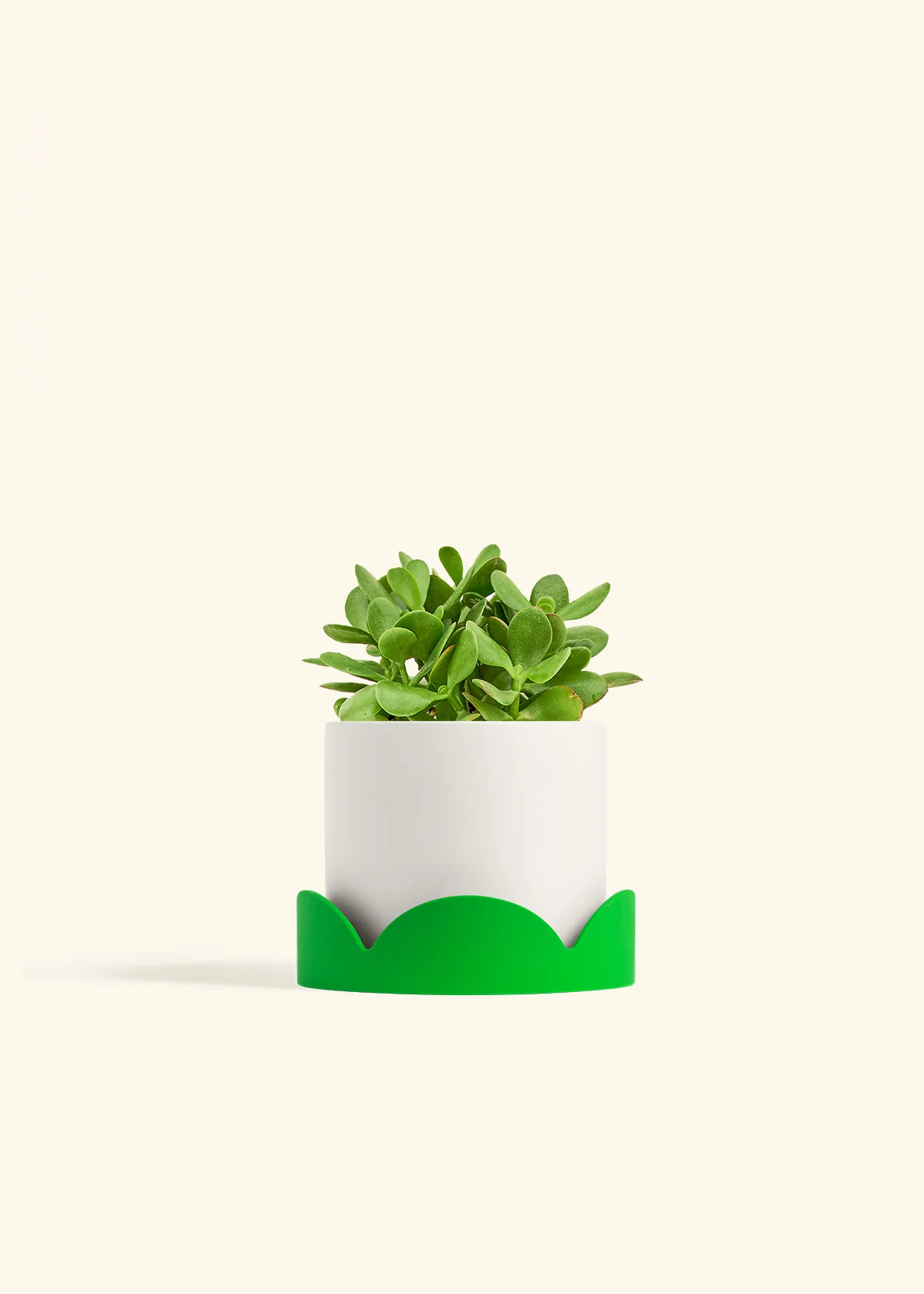 Jade Plant - Image 24