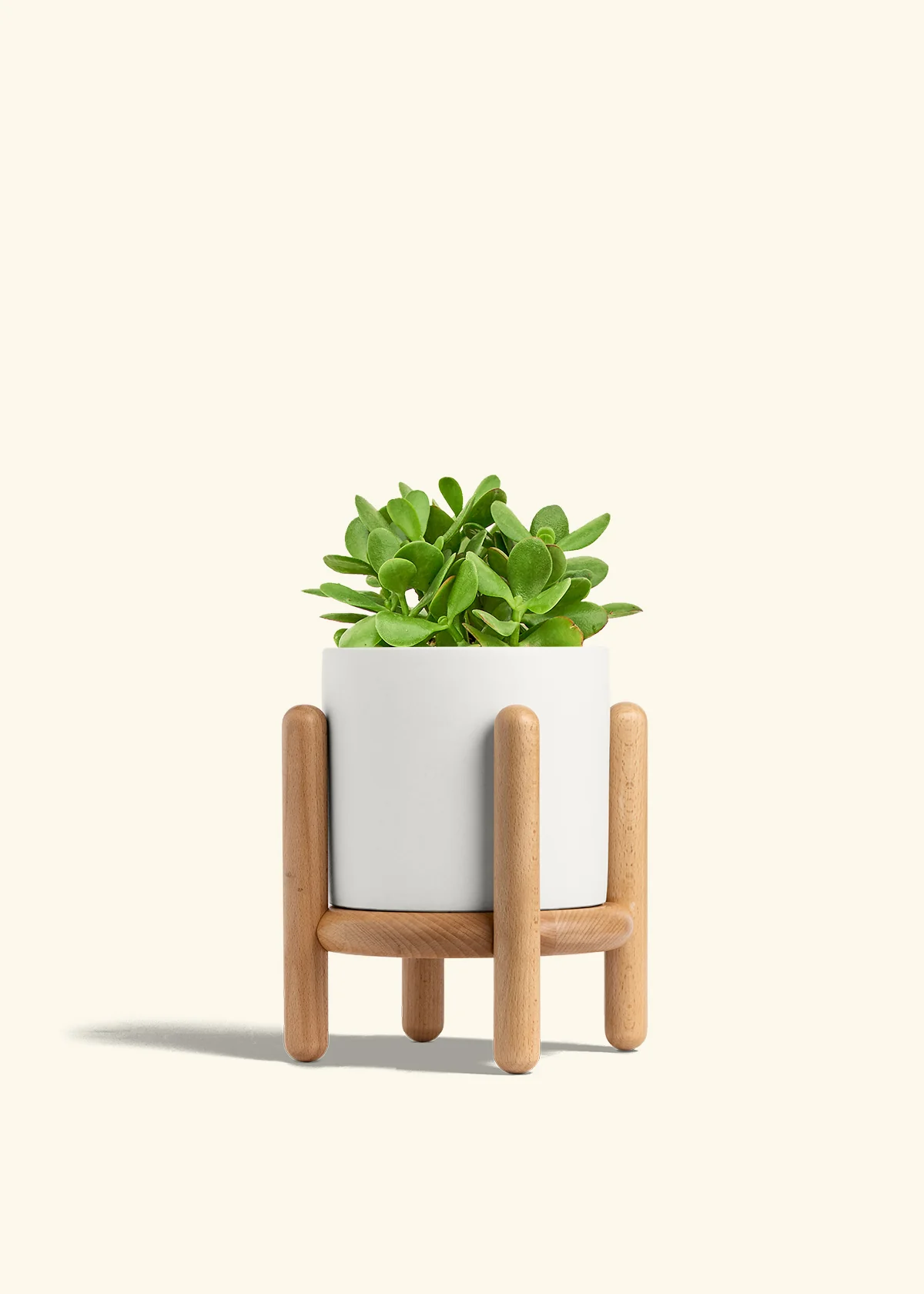 Jade Plant - Image 25