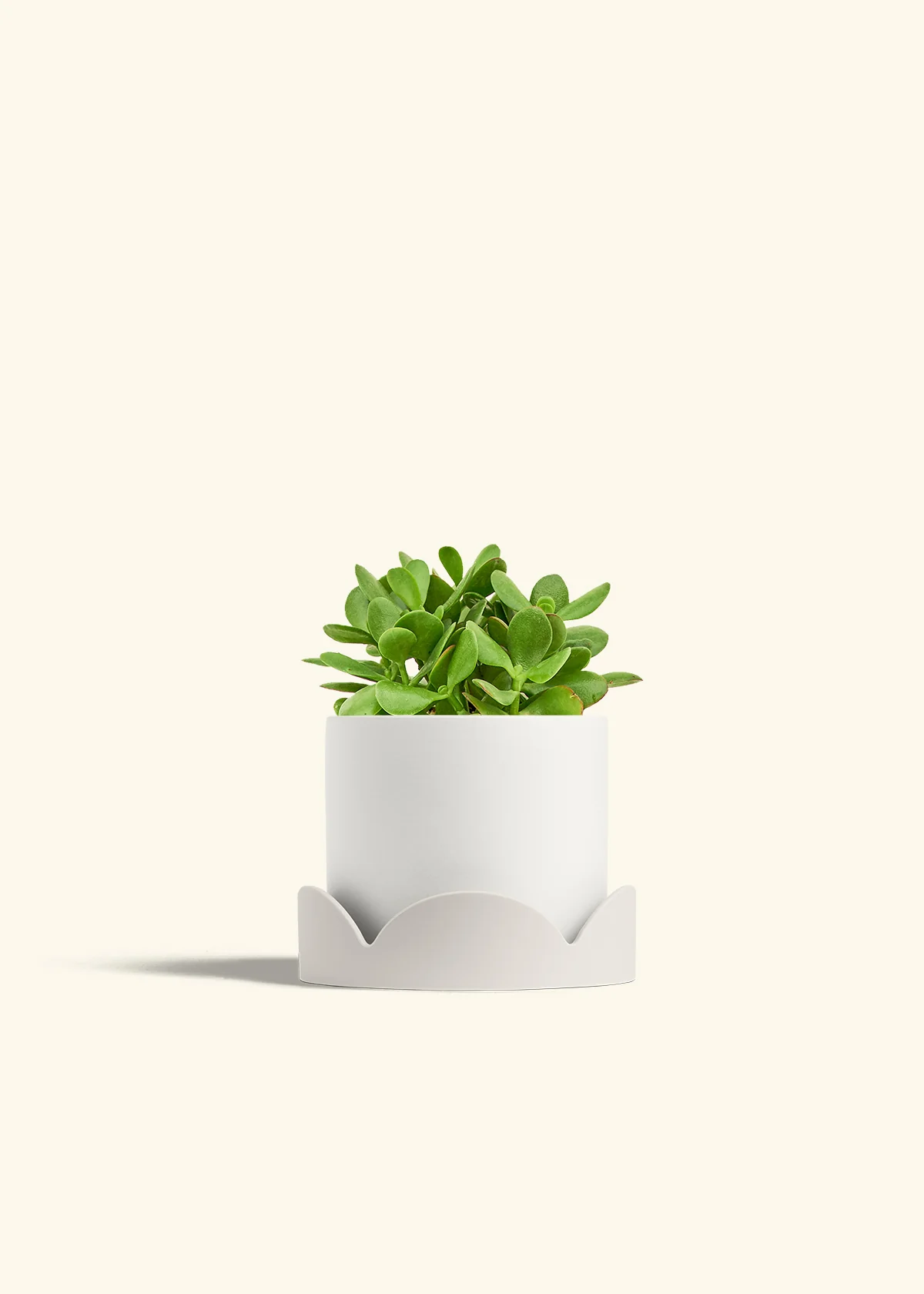 Jade Plant - Image 26