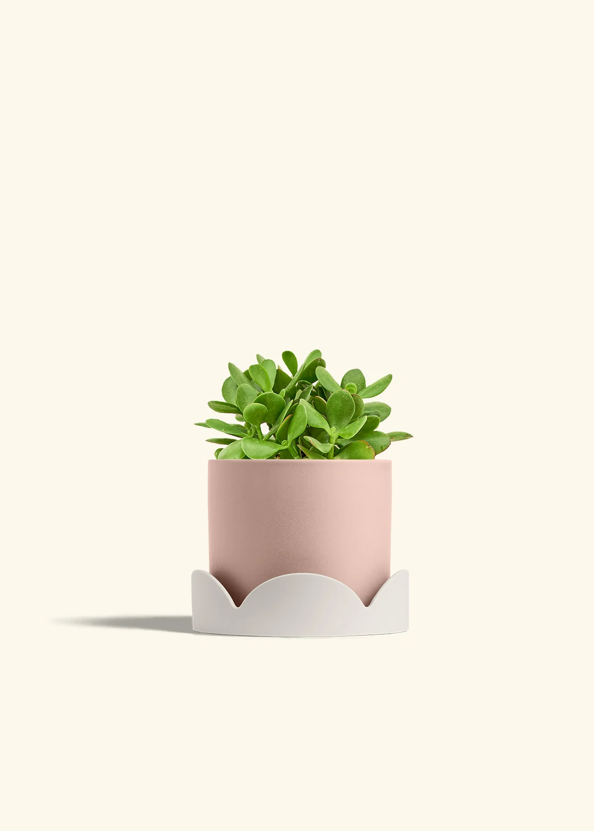 Jade Plant - Image 28