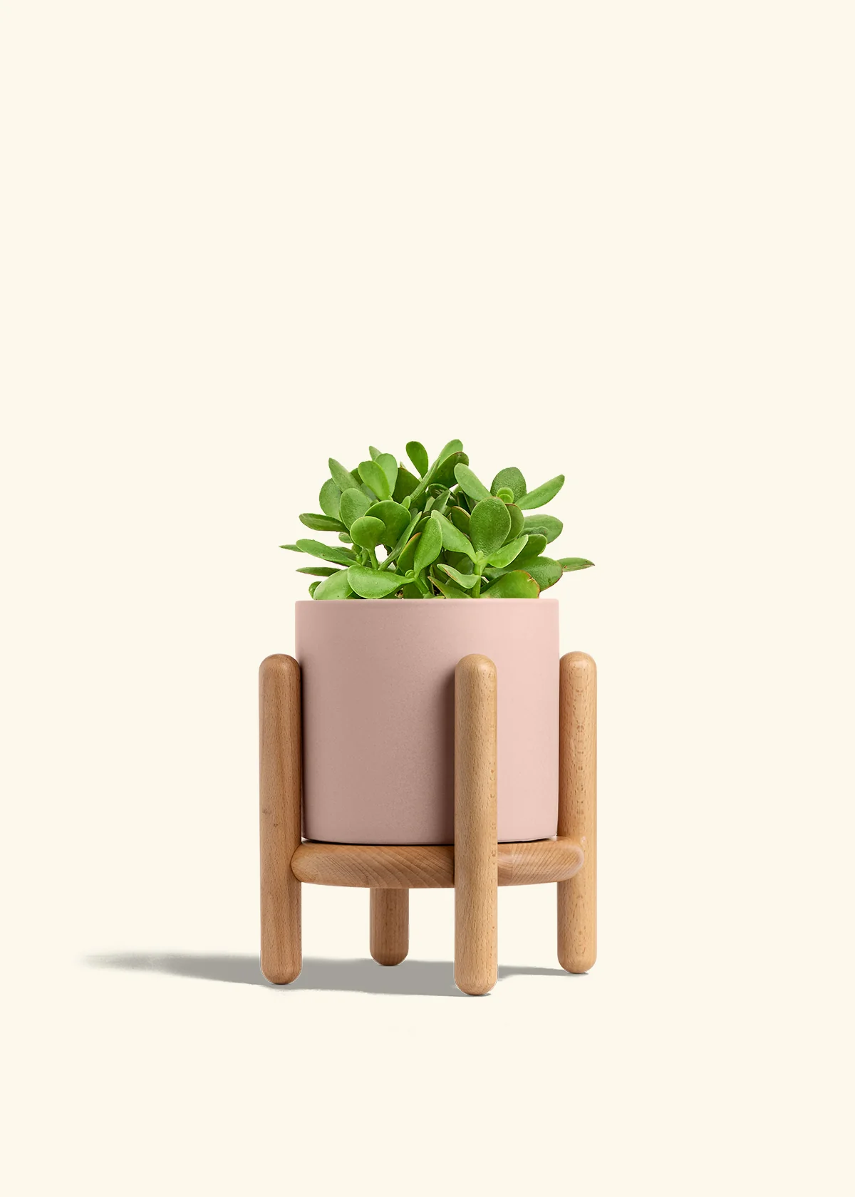 Jade Plant - Image 29