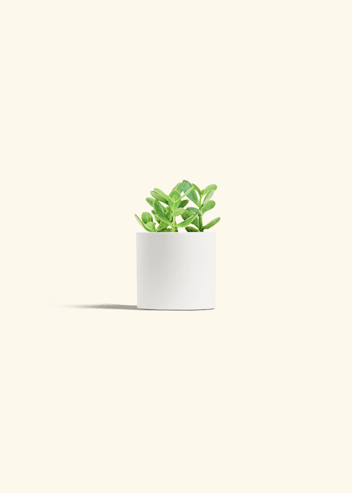 Jade Plant - Image 3