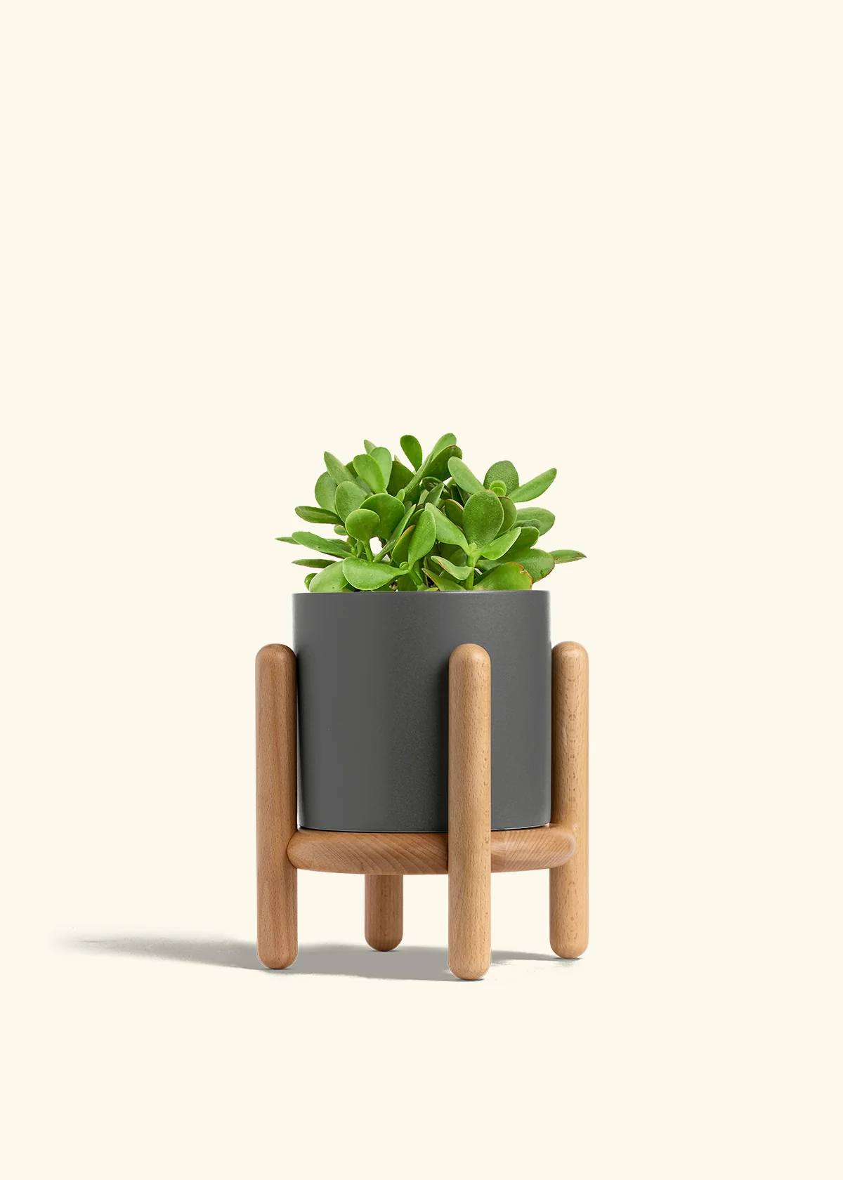 Jade Plant - Image 30