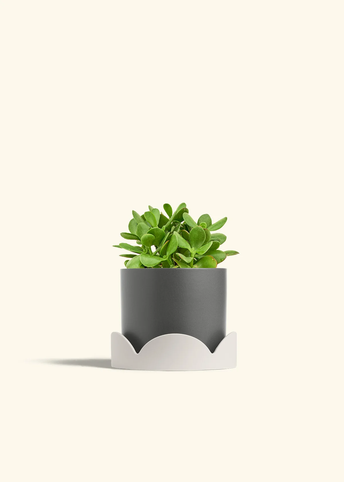Jade Plant - Image 31