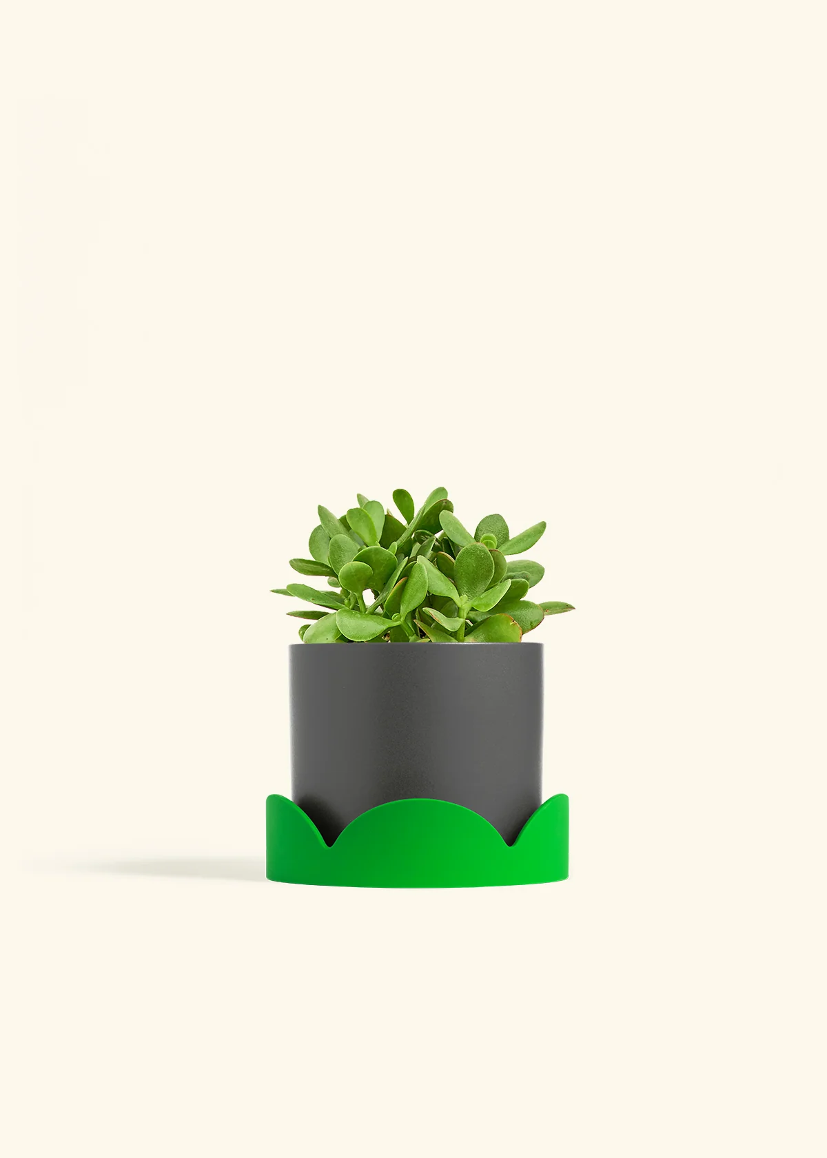 Jade Plant - Image 32