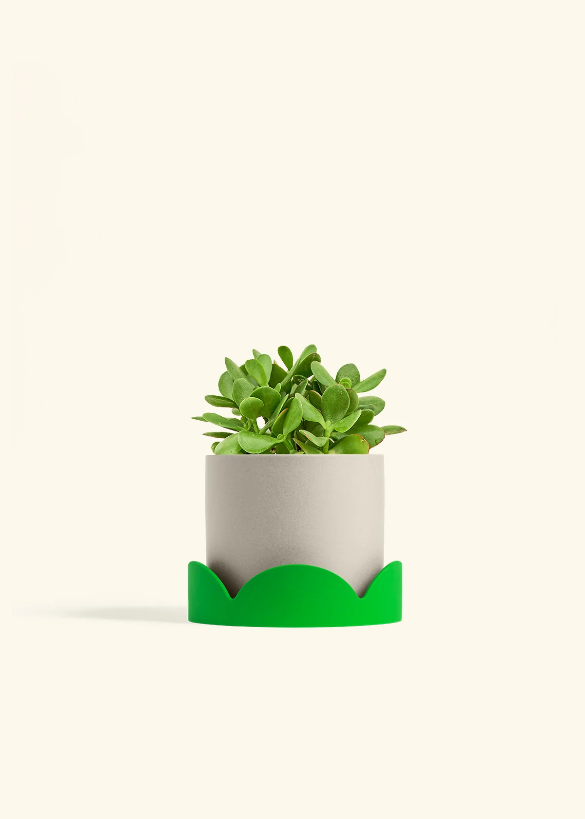 Jade Plant - Image 33