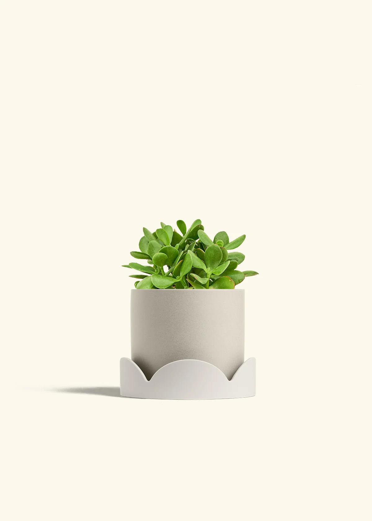 Jade Plant - Image 34