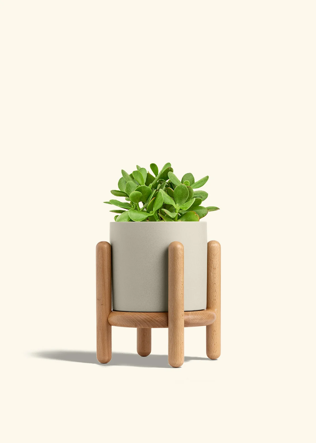 Jade Plant - Image 35
