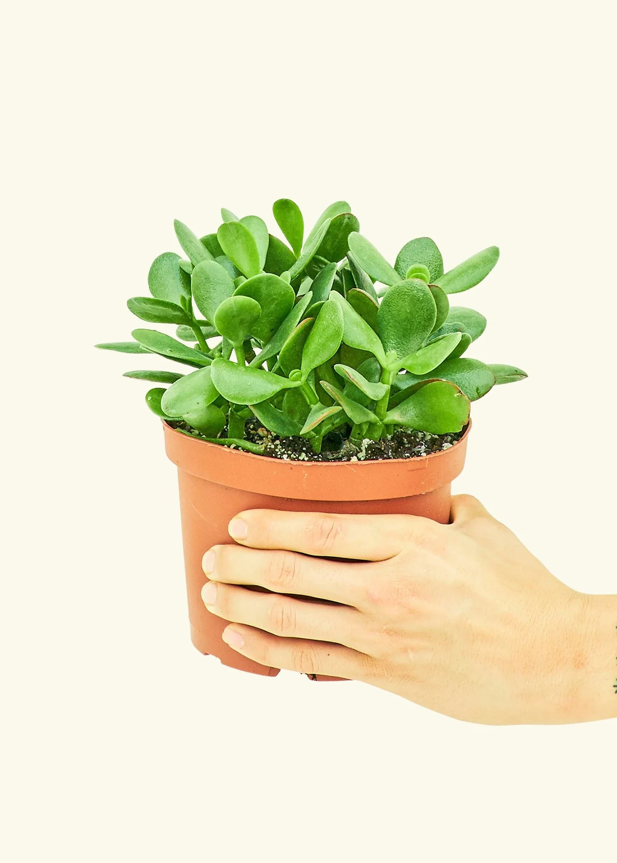Jade Plant - Image 36