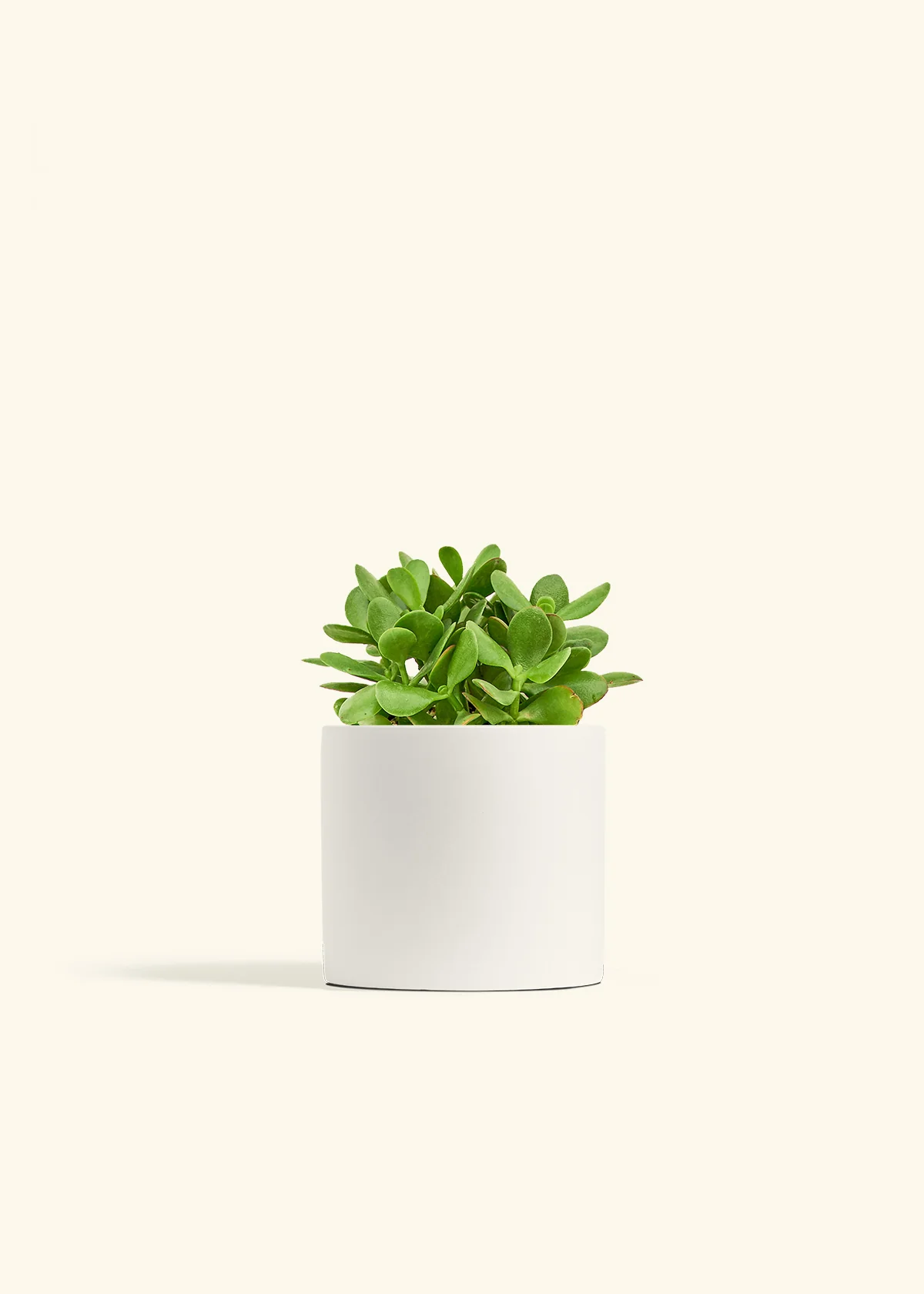 Jade Plant - Image 37