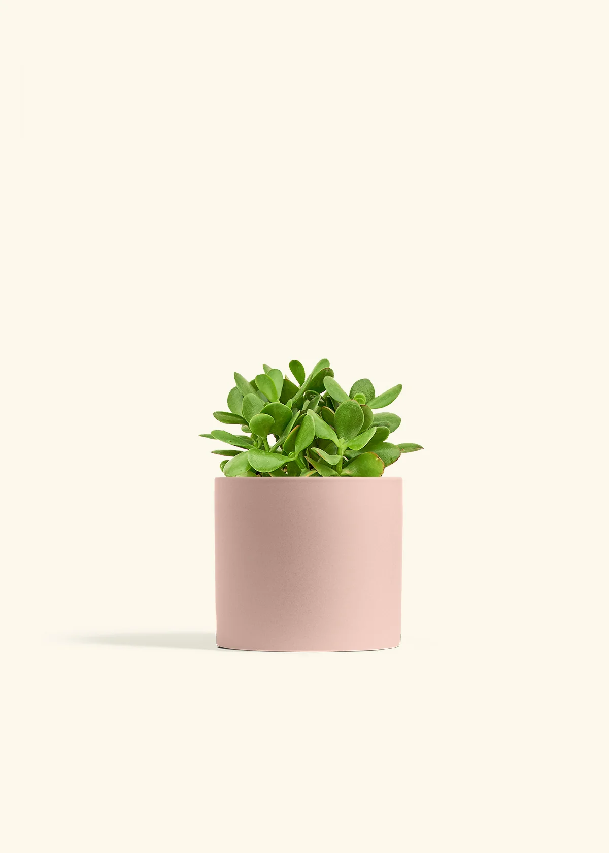 Jade Plant - Image 38