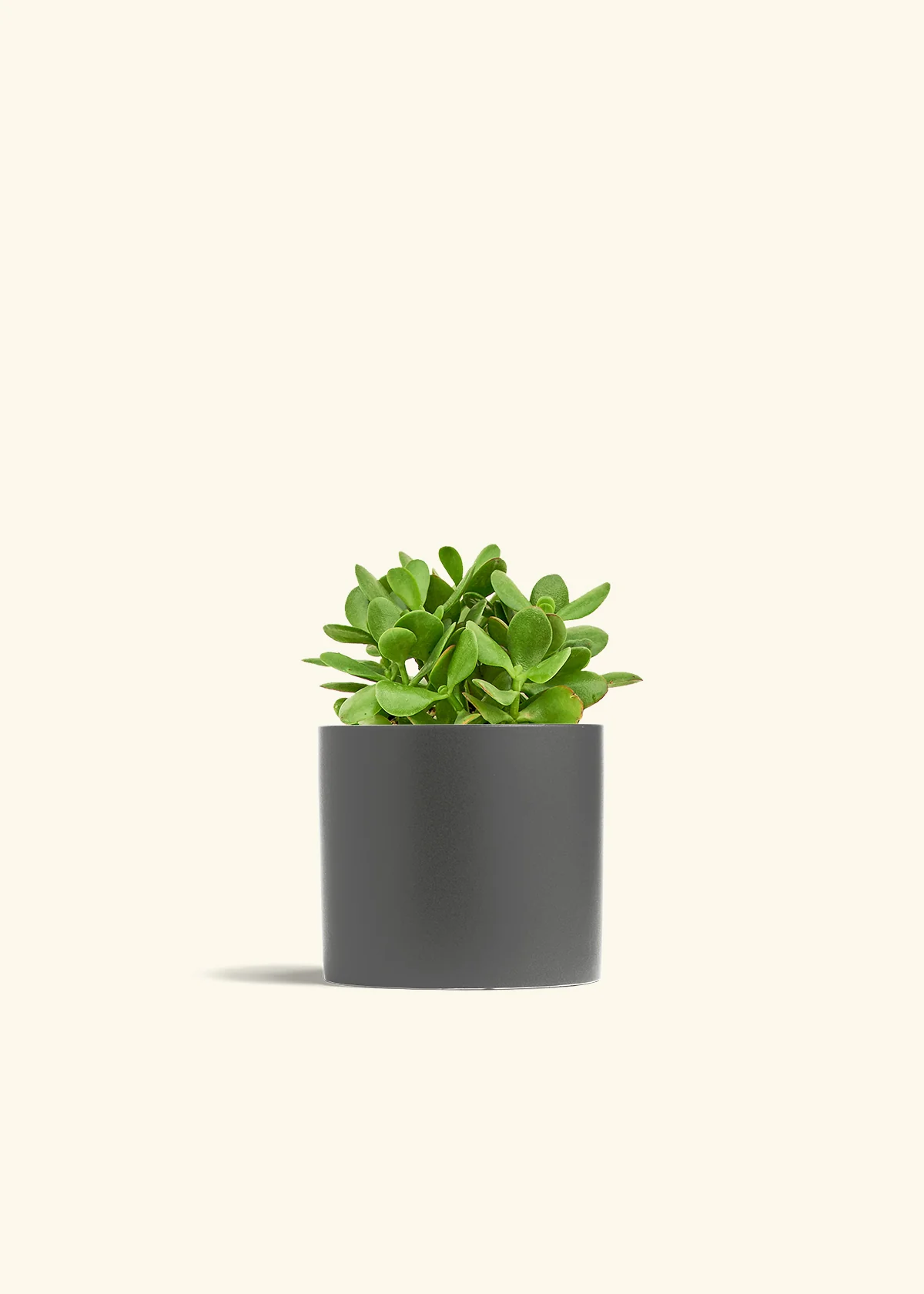 Jade Plant - Image 39