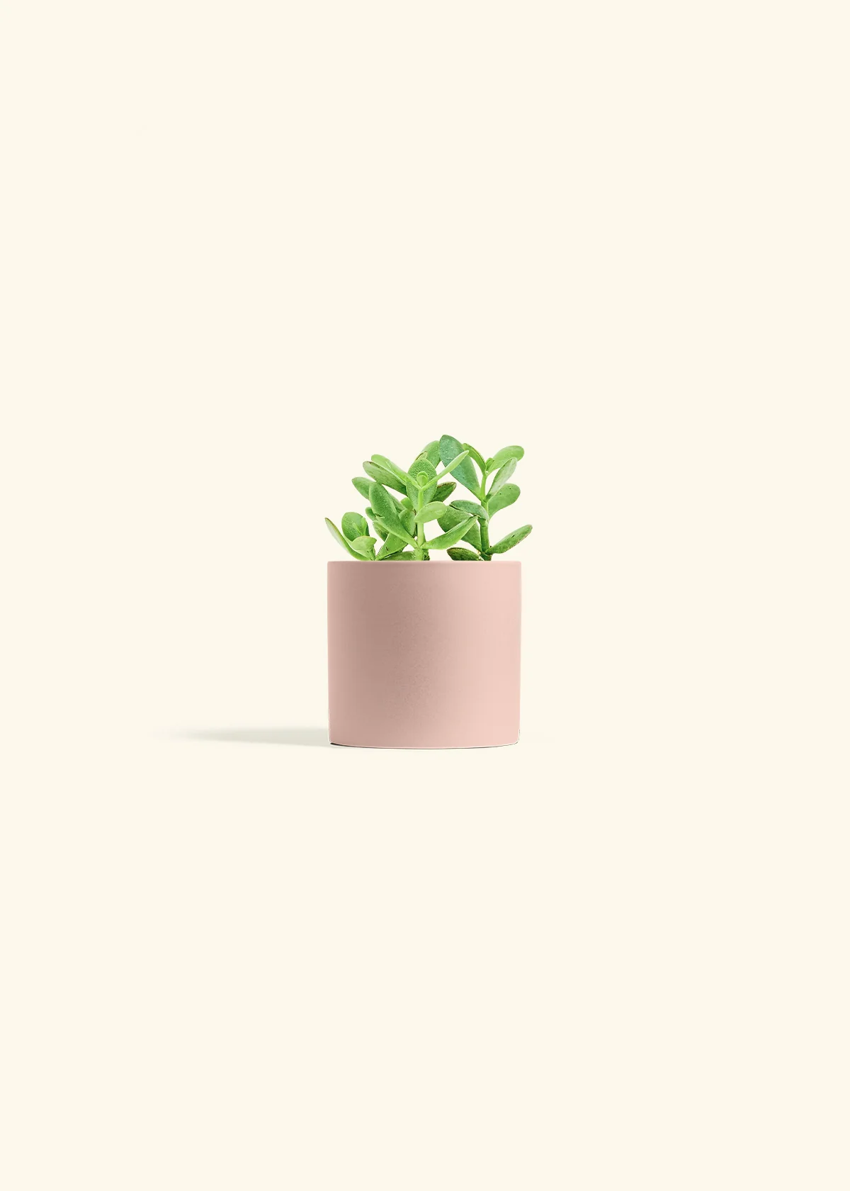Jade Plant - Image 4