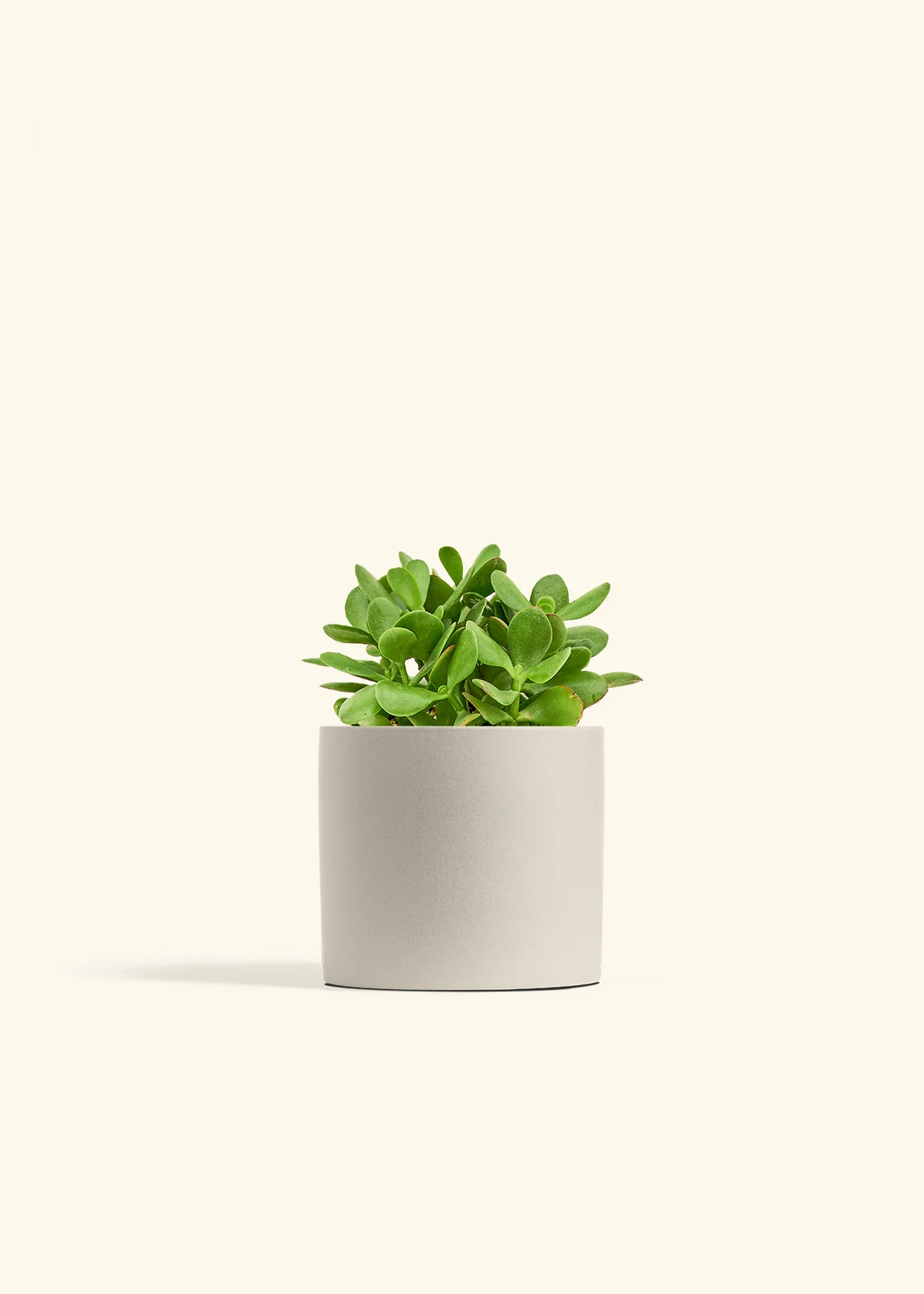 Jade Plant - Image 40