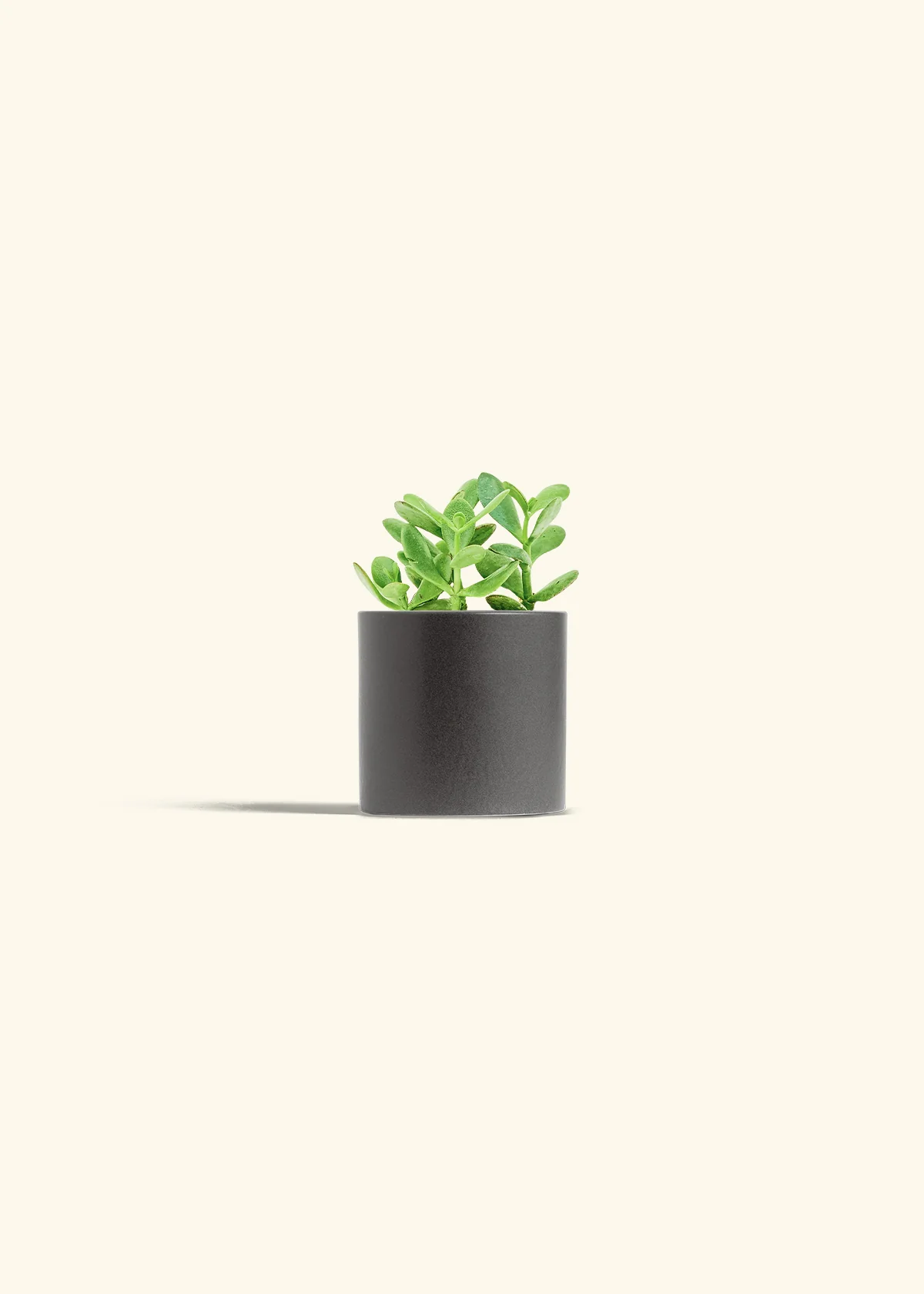 Jade Plant - Image 5