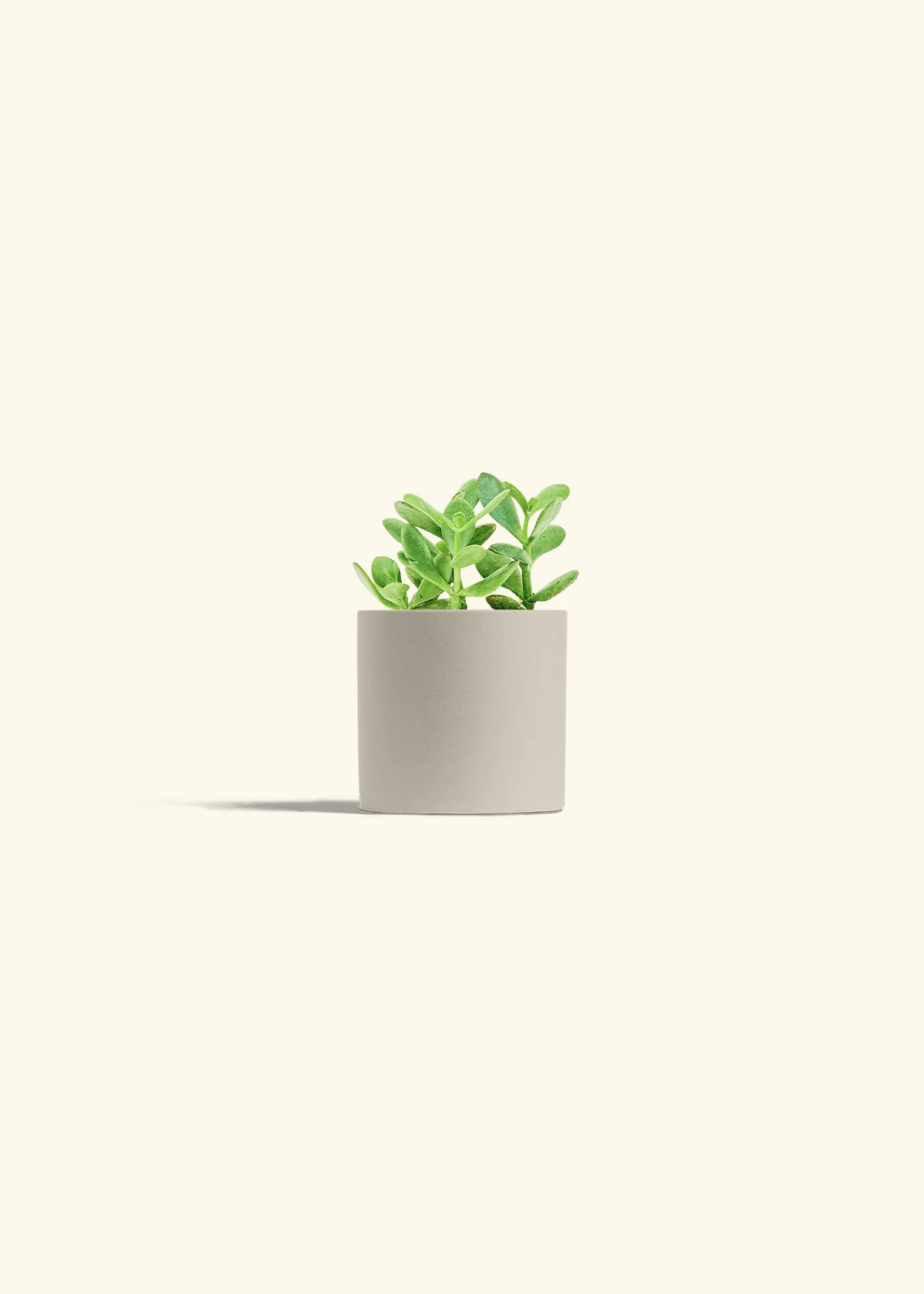 Jade Plant - Image 6