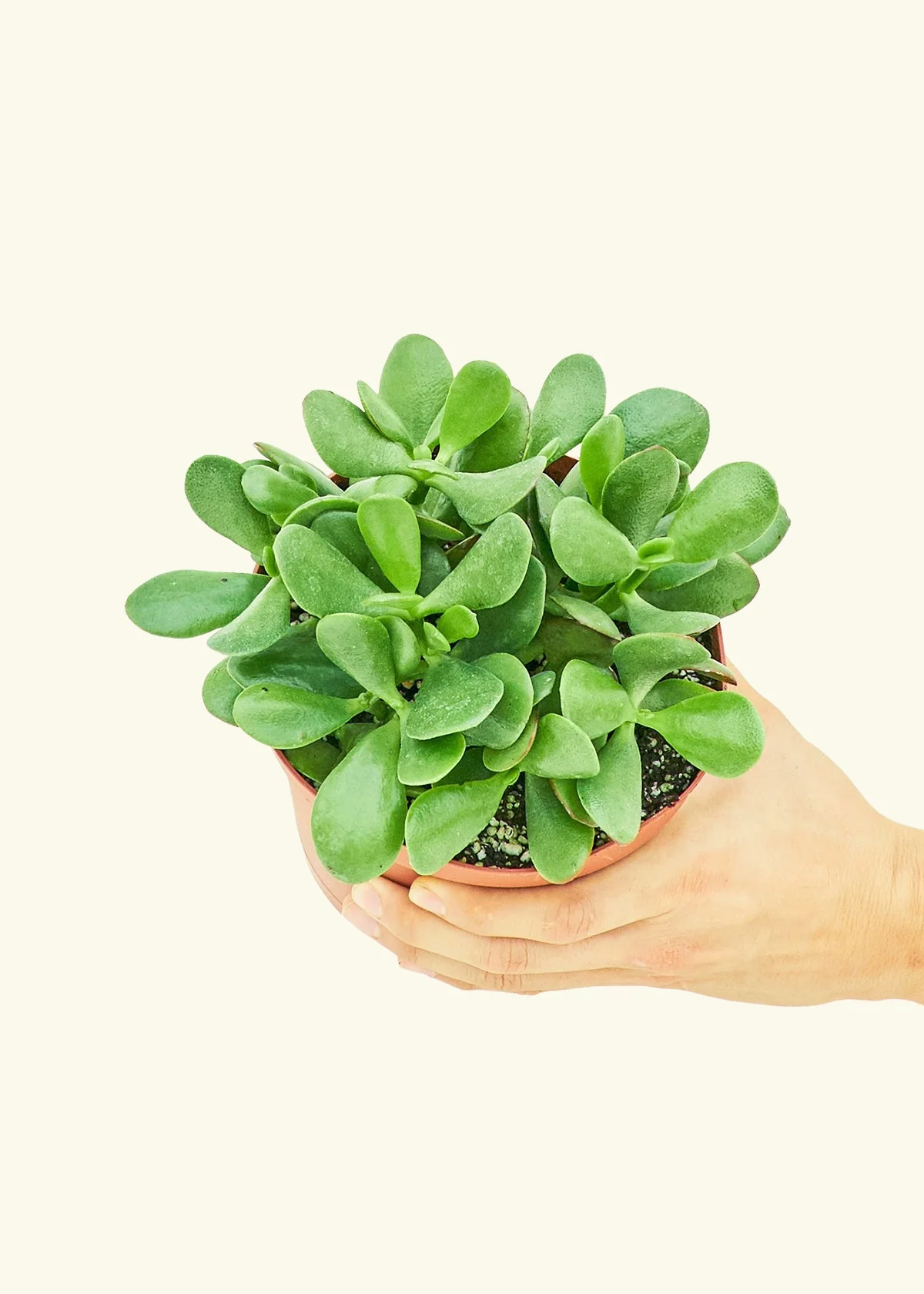 Jade Plant - Image 7