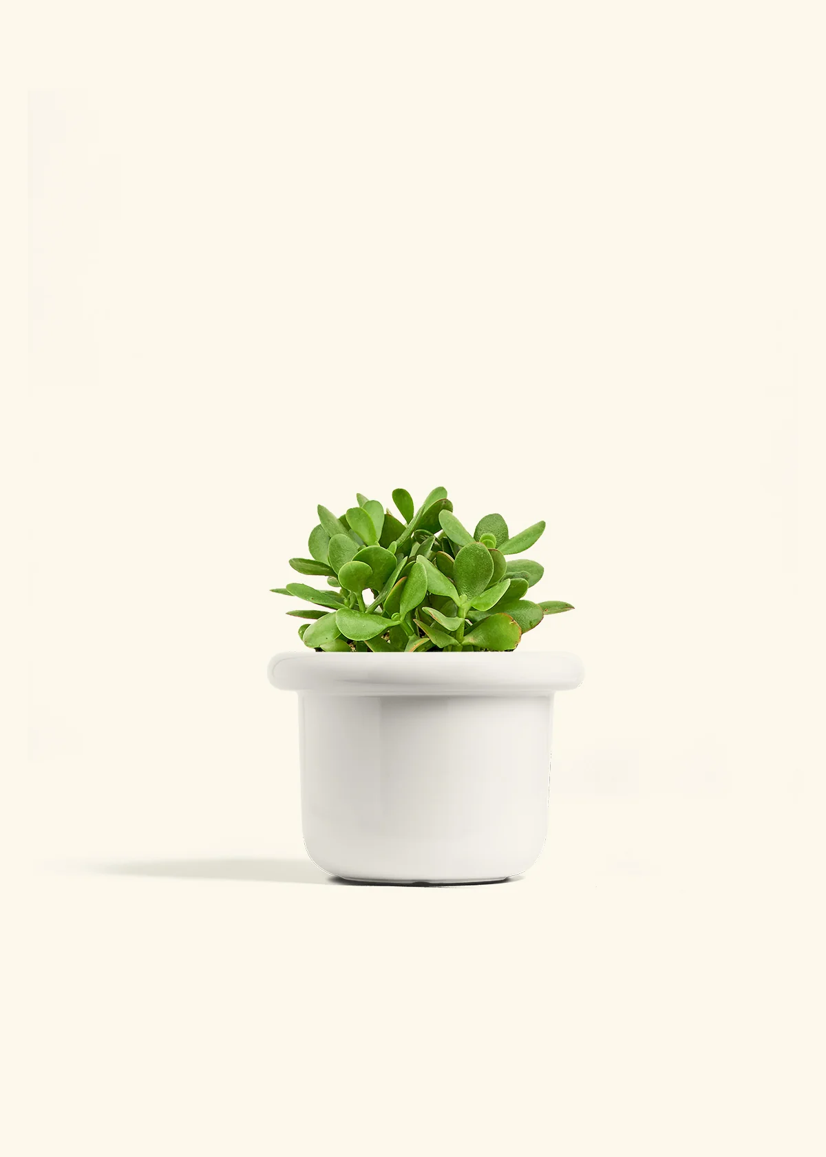Jade Plant - Image 8