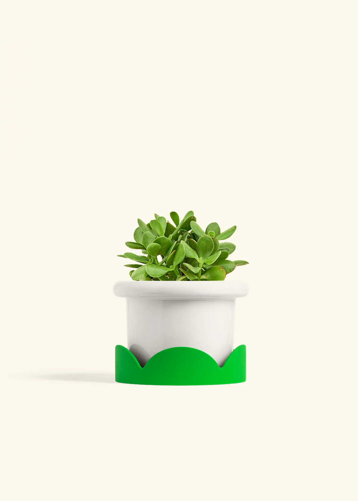 Jade Plant - Image 9