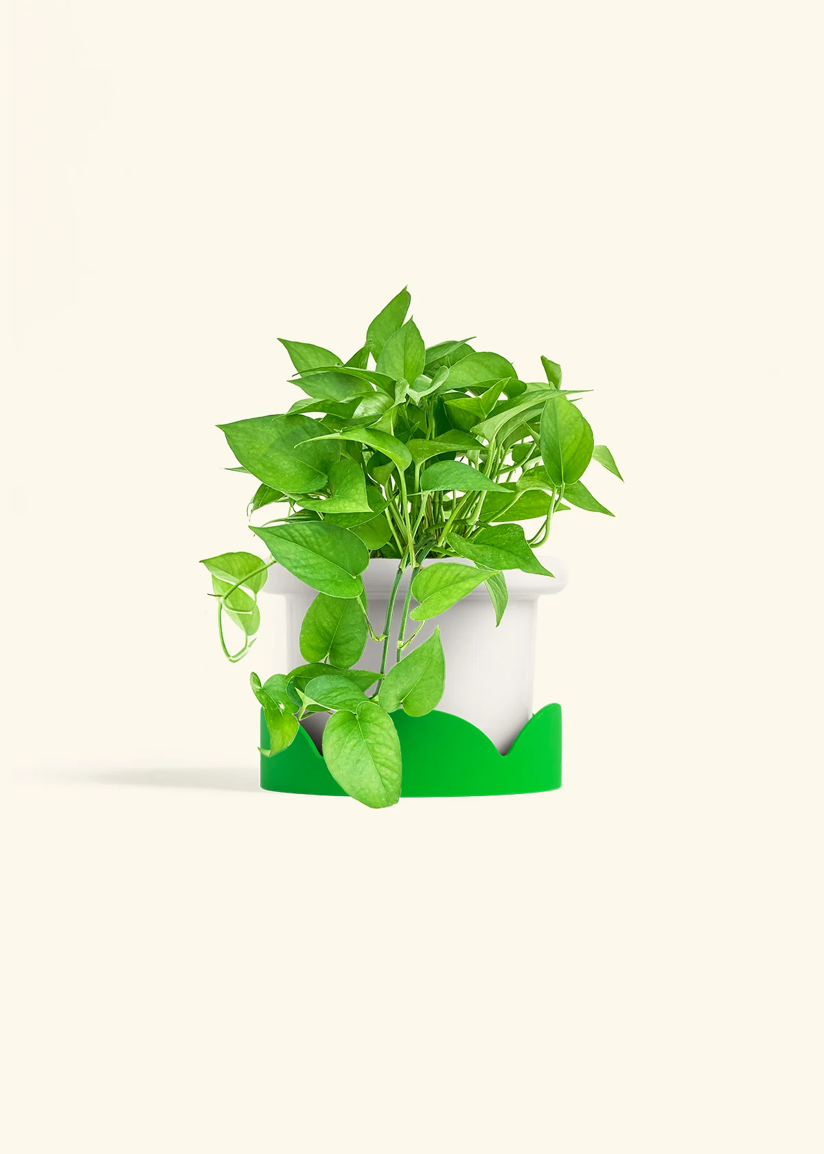 Pothos Jade - Image 10