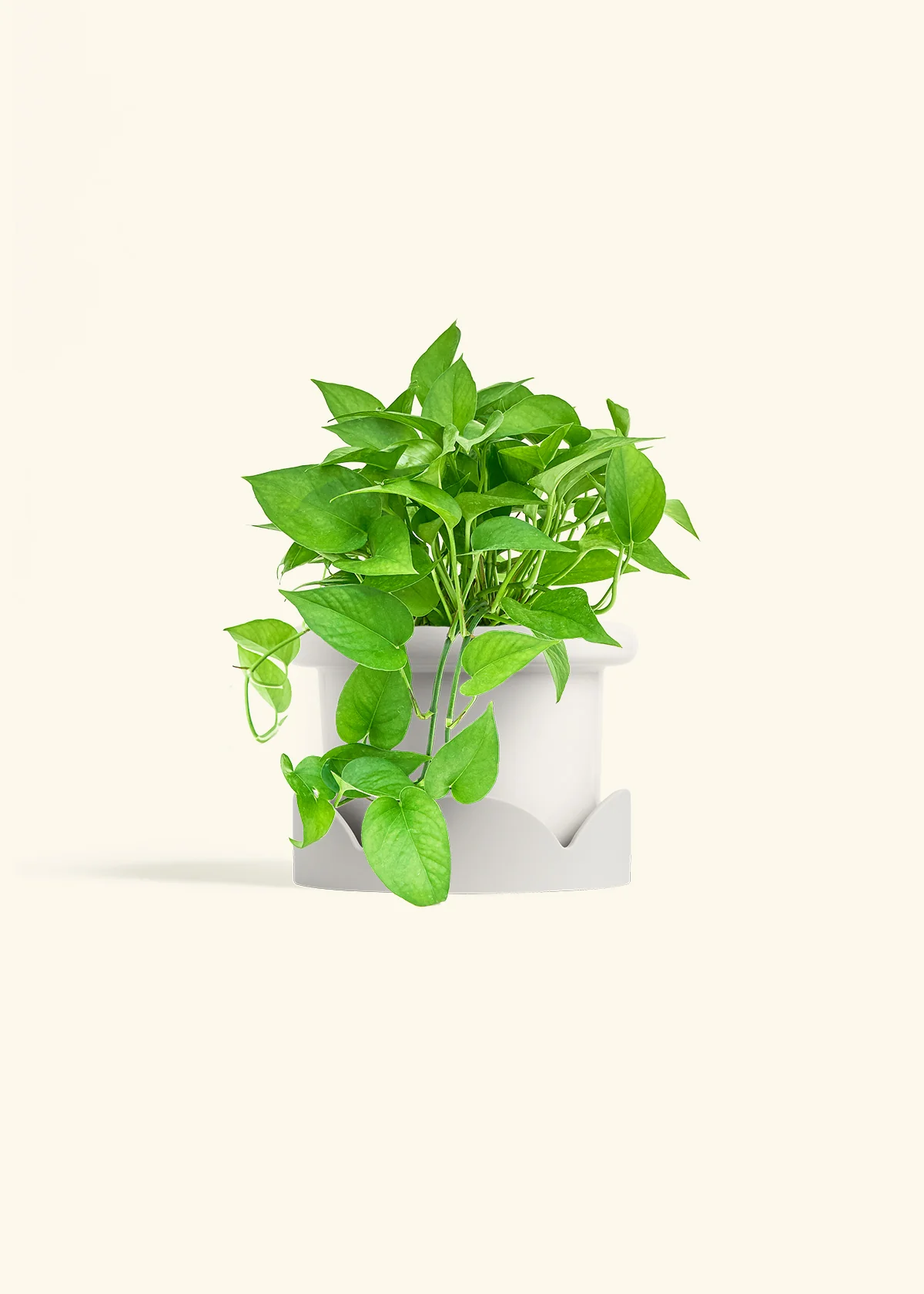 Pothos Jade - Image 11