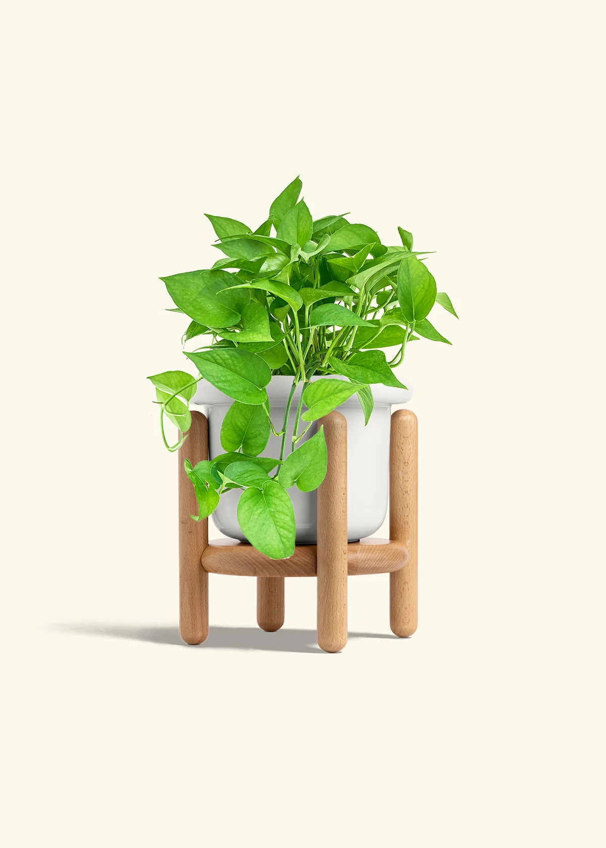 Pothos Jade - Image 12