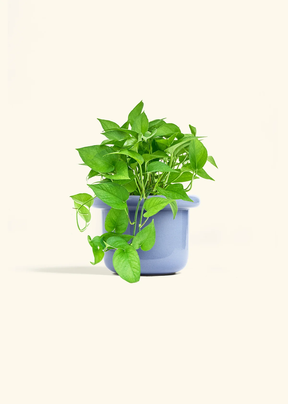 Pothos Jade - Image 13