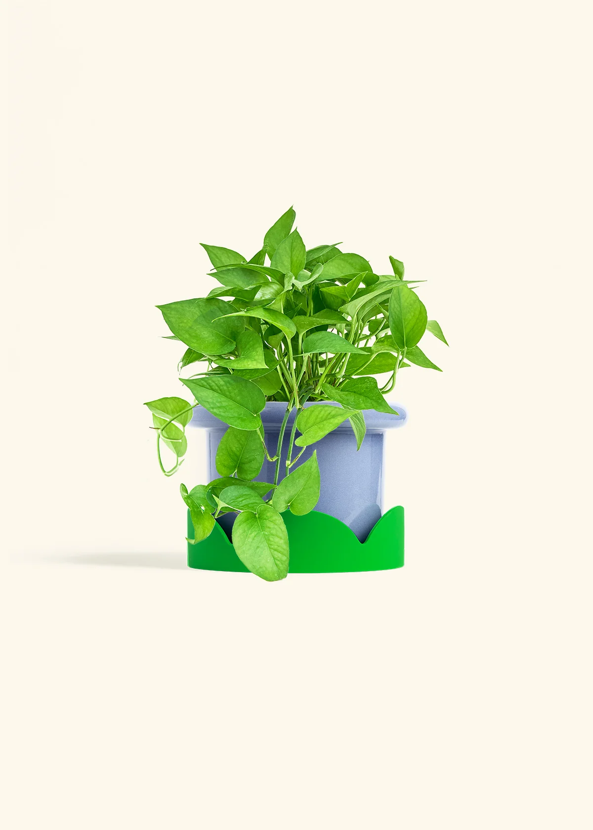 Pothos Jade - Image 14