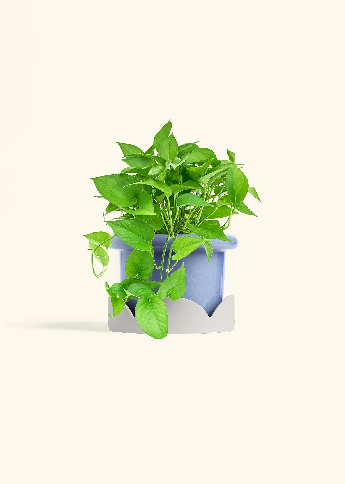 Pothos Jade - Image 15