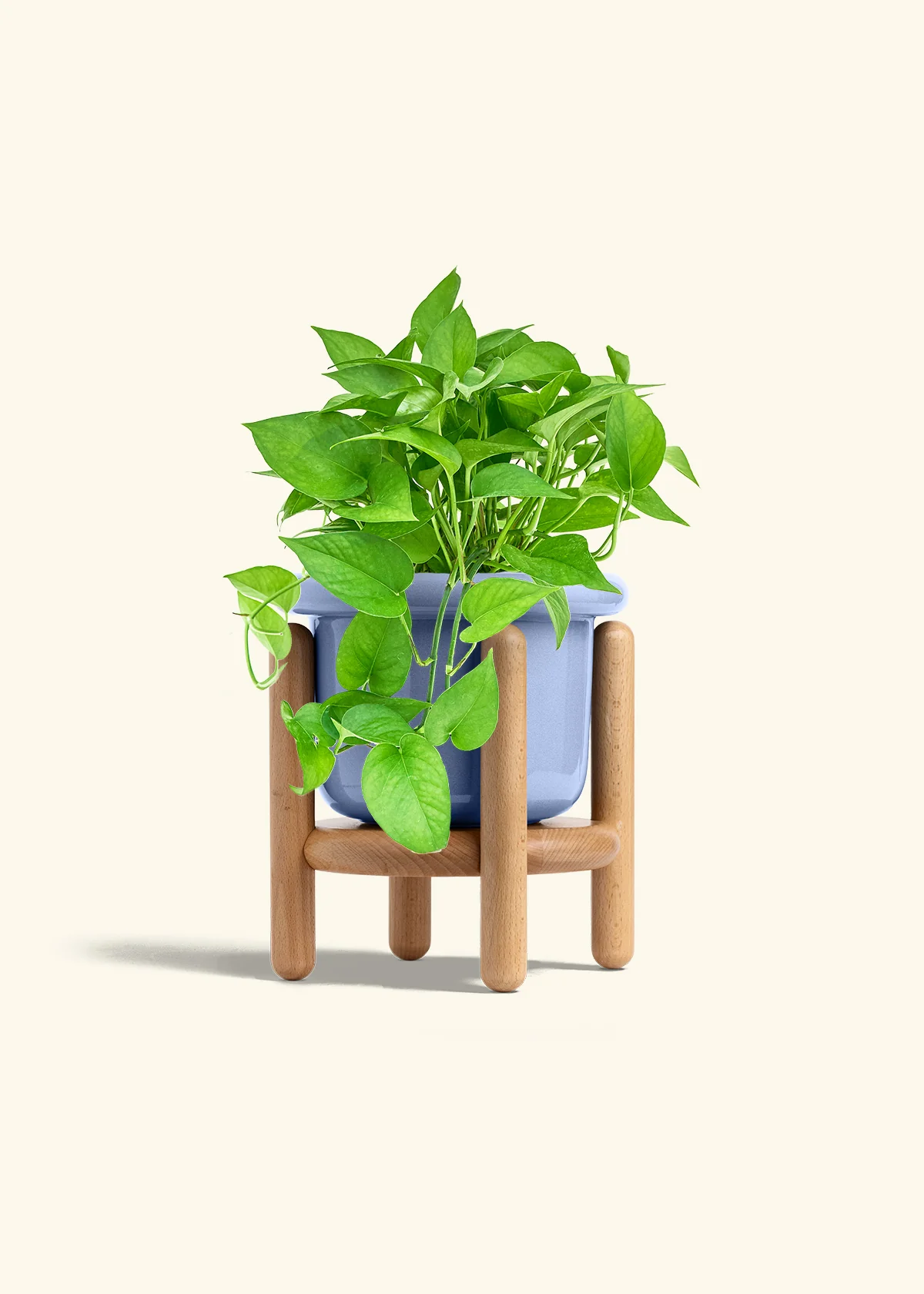 Pothos Jade - Image 16