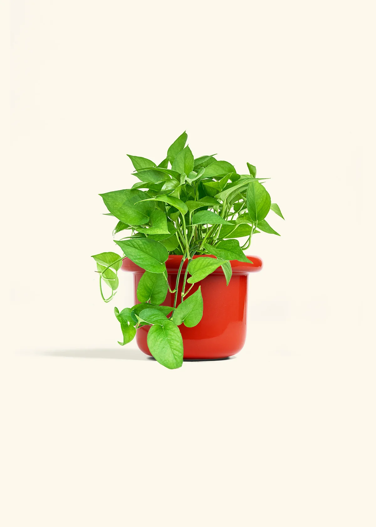 Pothos Jade - Image 17