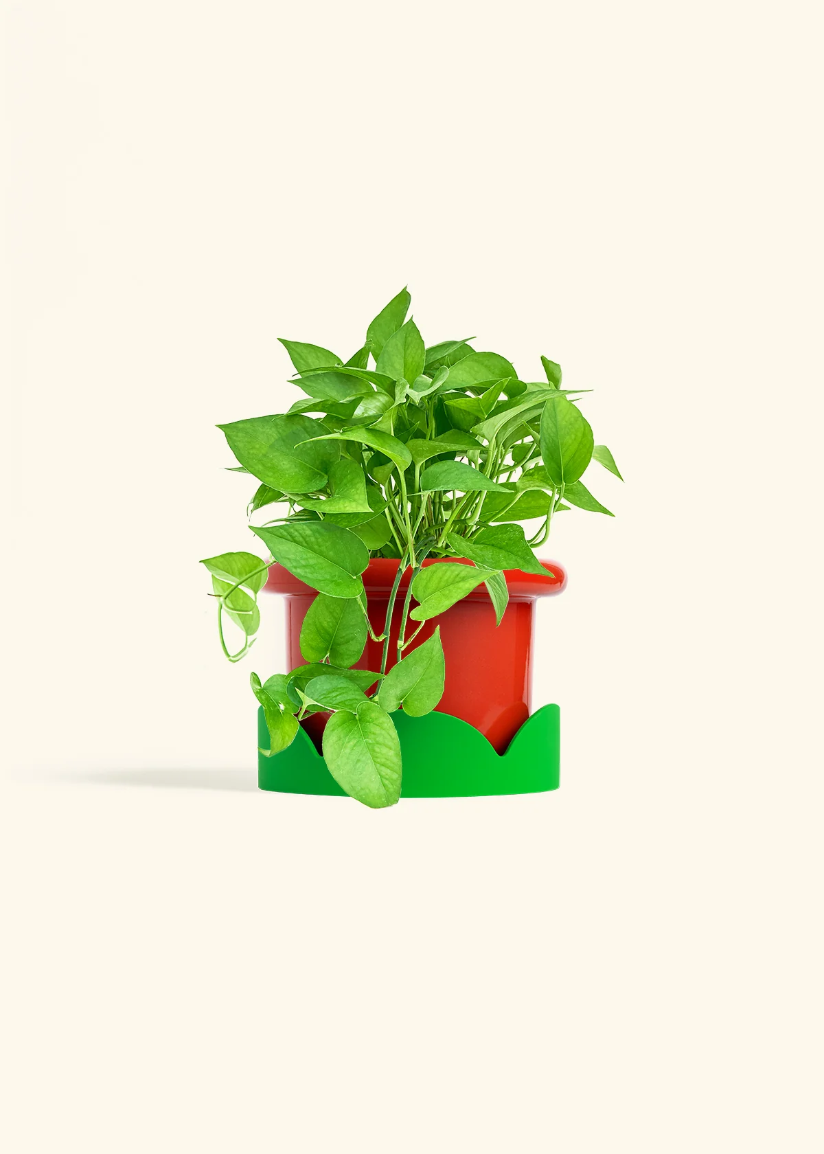 Pothos Jade - Image 18