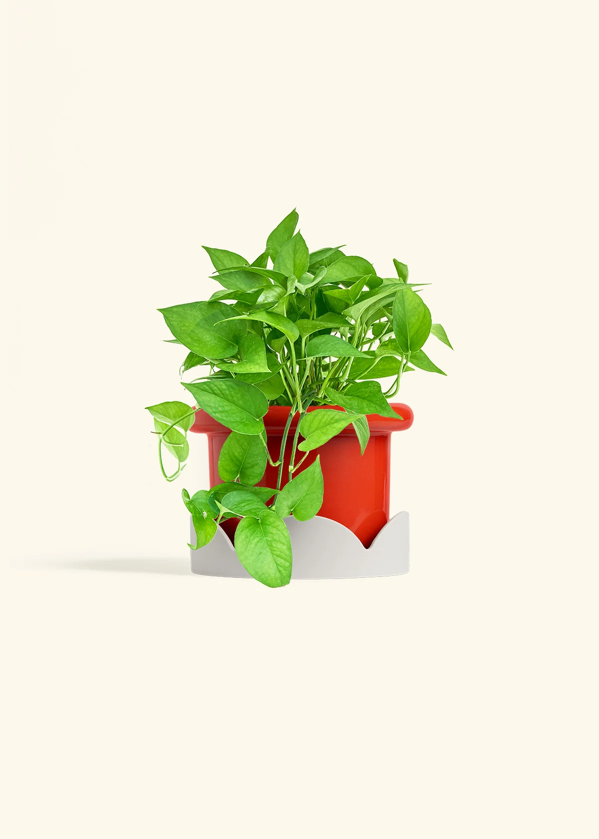 Pothos Jade - Image 19