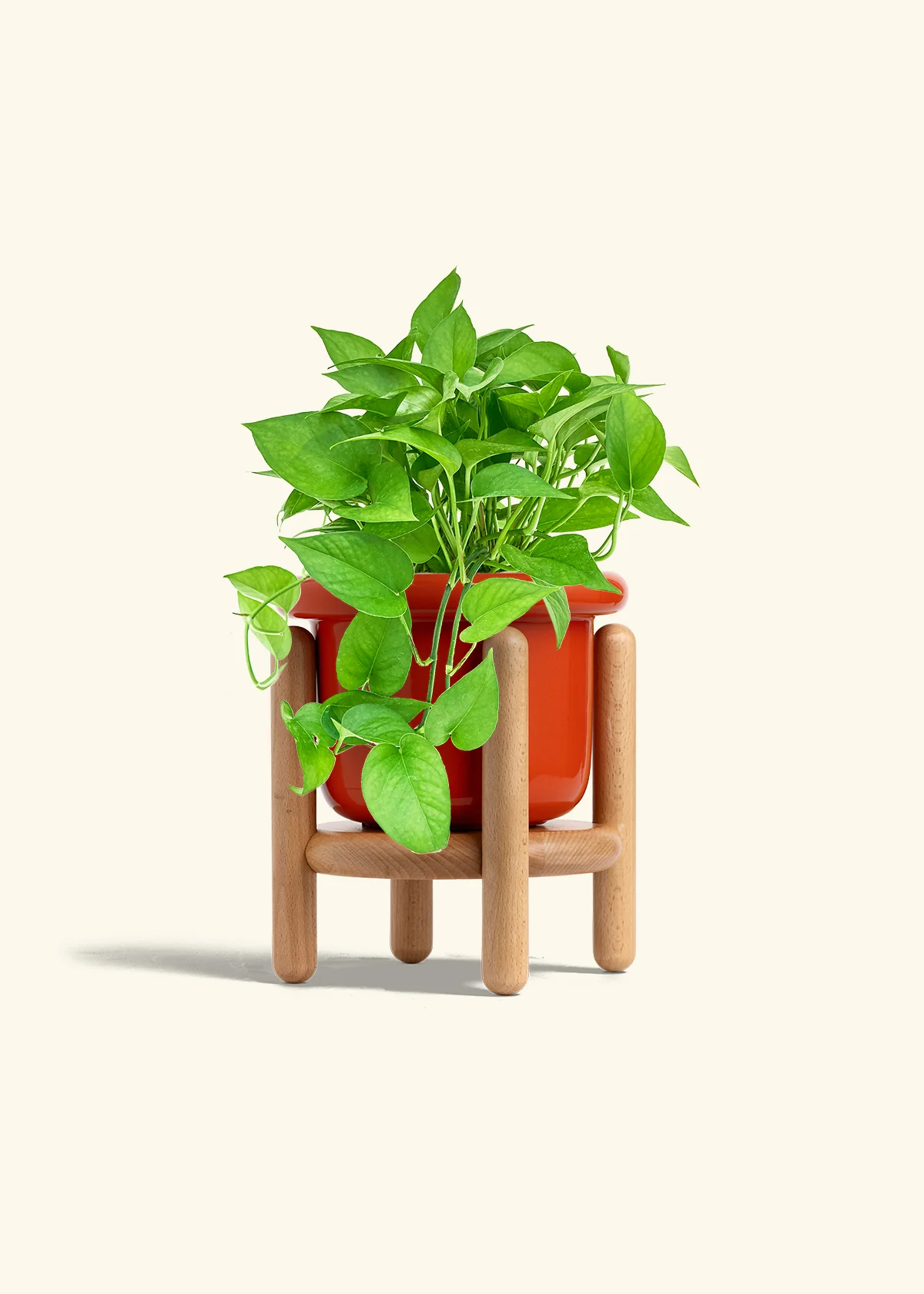 Pothos Jade - Image 20