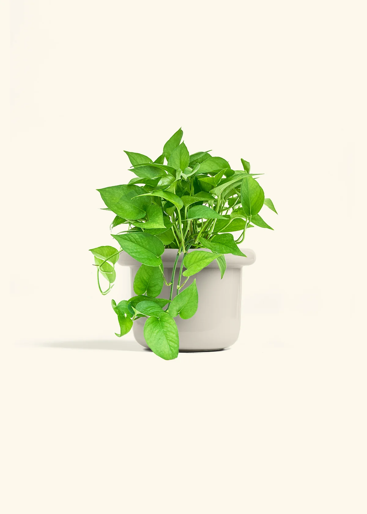 Pothos Jade - Image 21