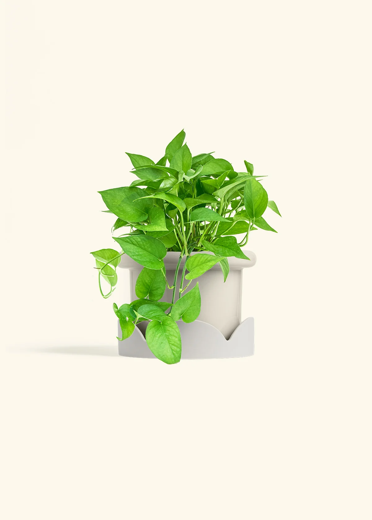 Pothos Jade - Image 23