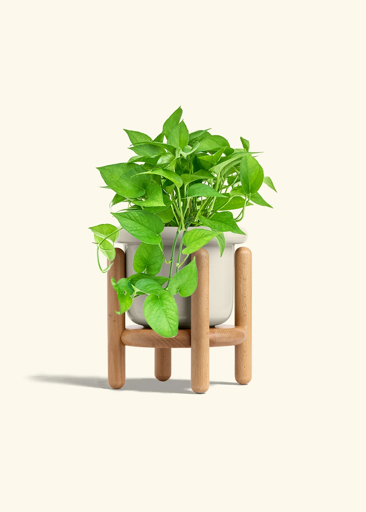Pothos Jade - Image 24