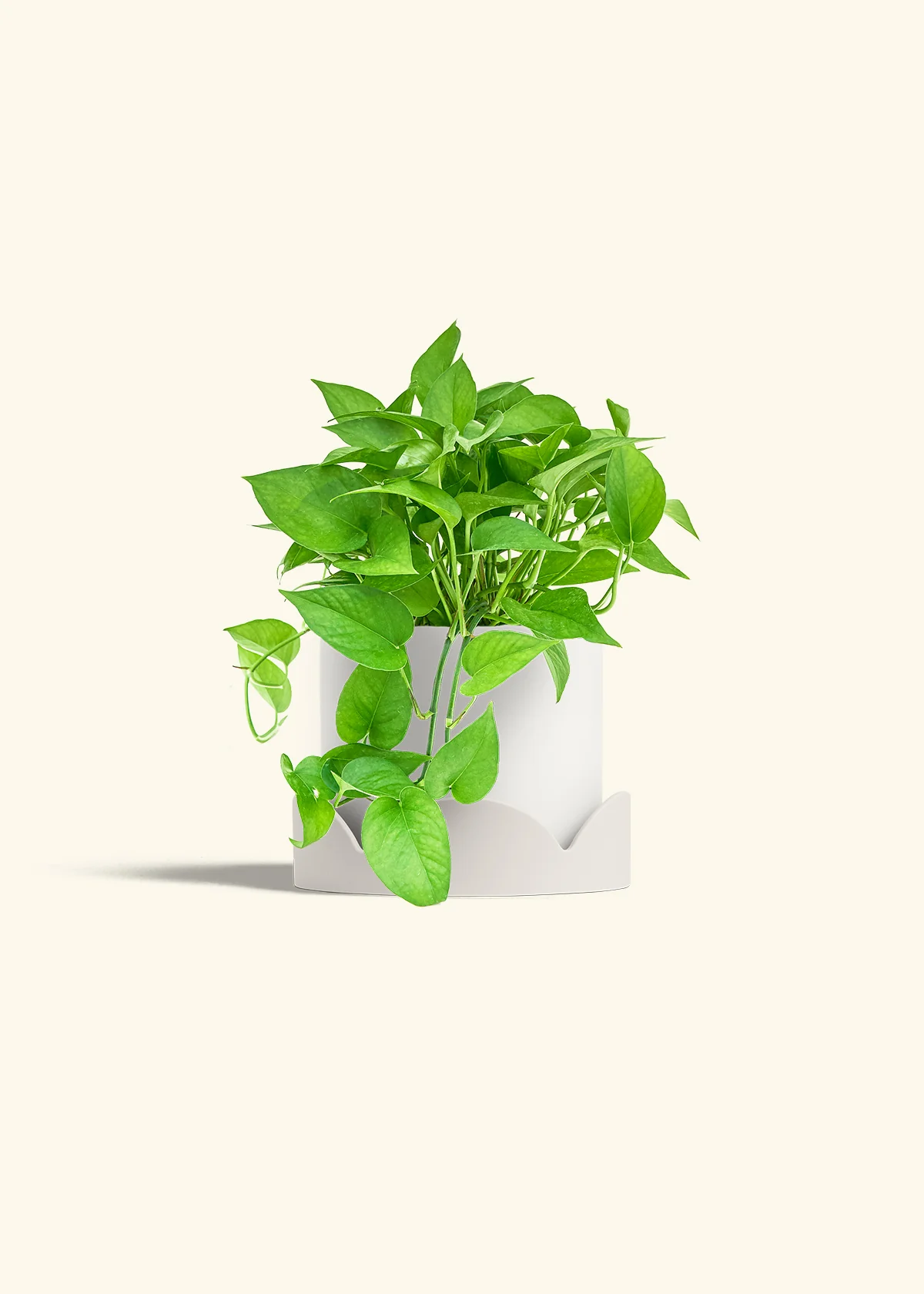 Pothos Jade - Image 26