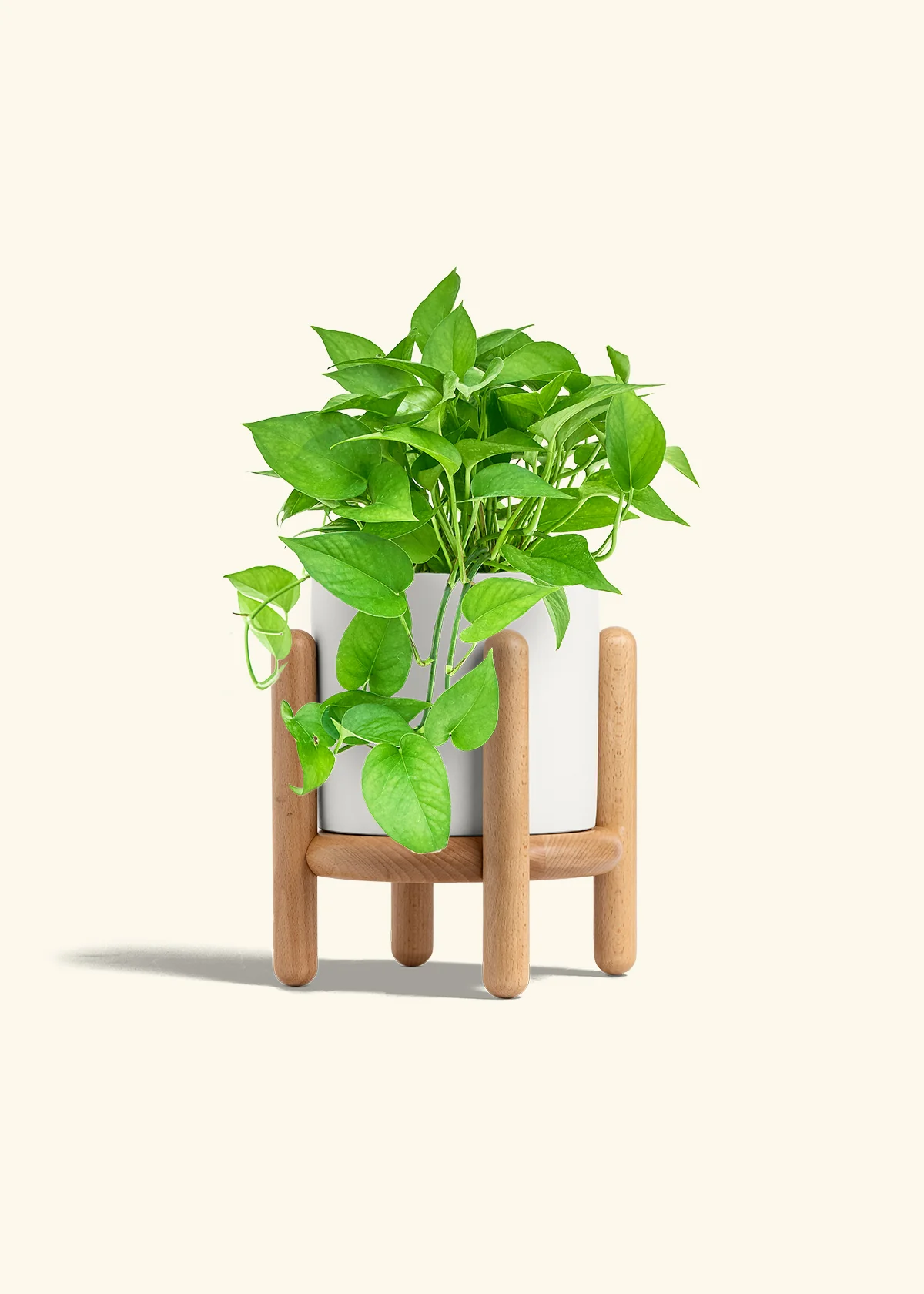 Pothos Jade - Image 27