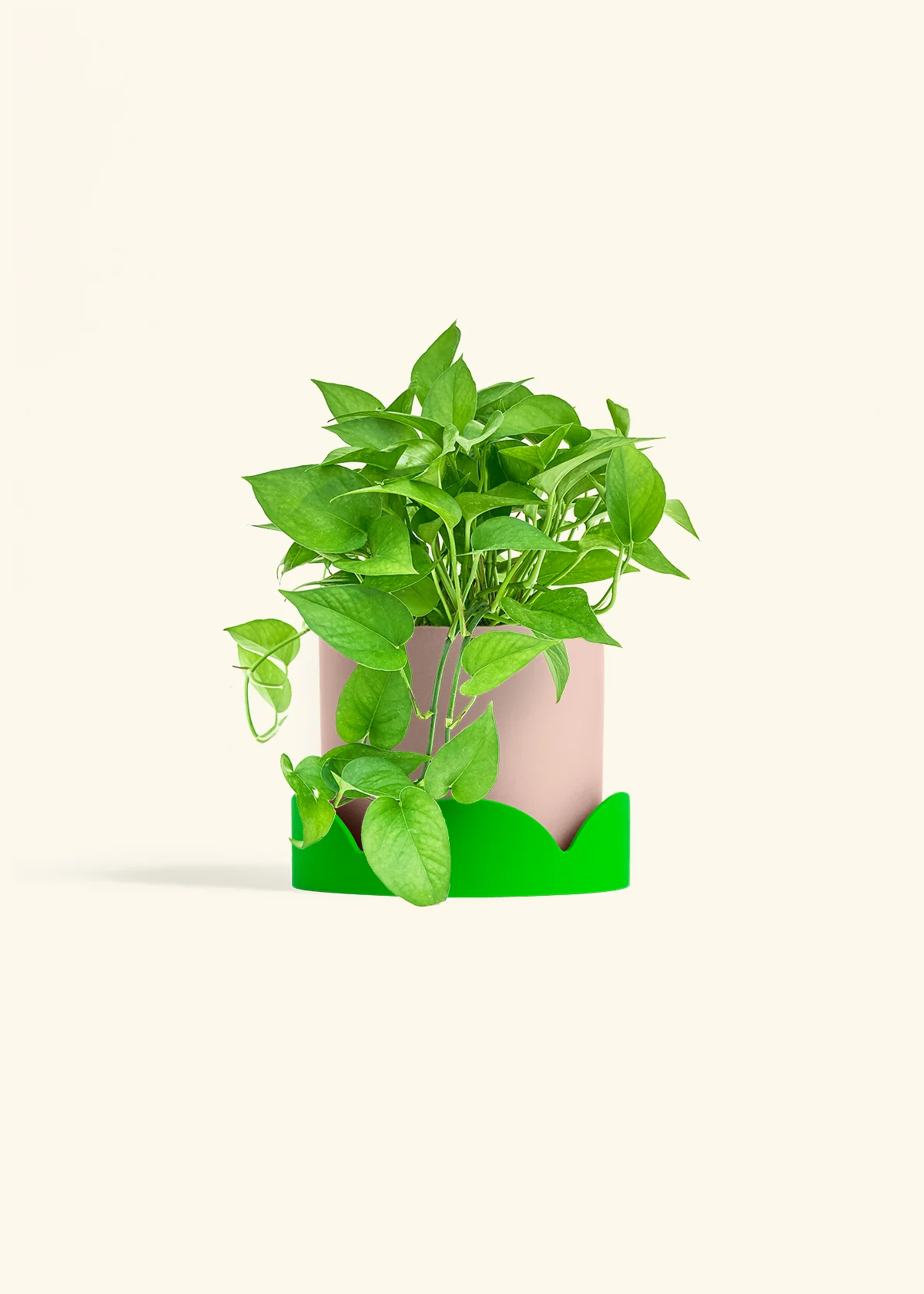 Pothos Jade - Image 28