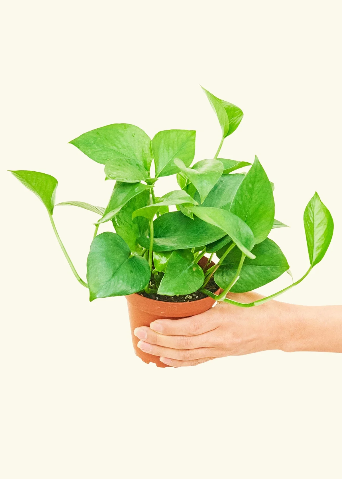 Pothos Jade - Image 3