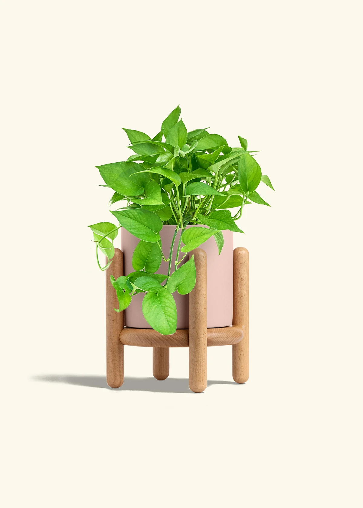 Pothos Jade - Image 30