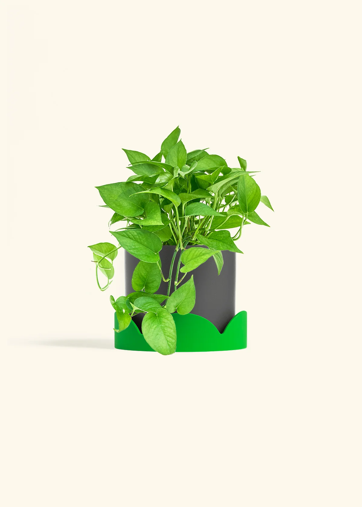 Pothos Jade - Image 31