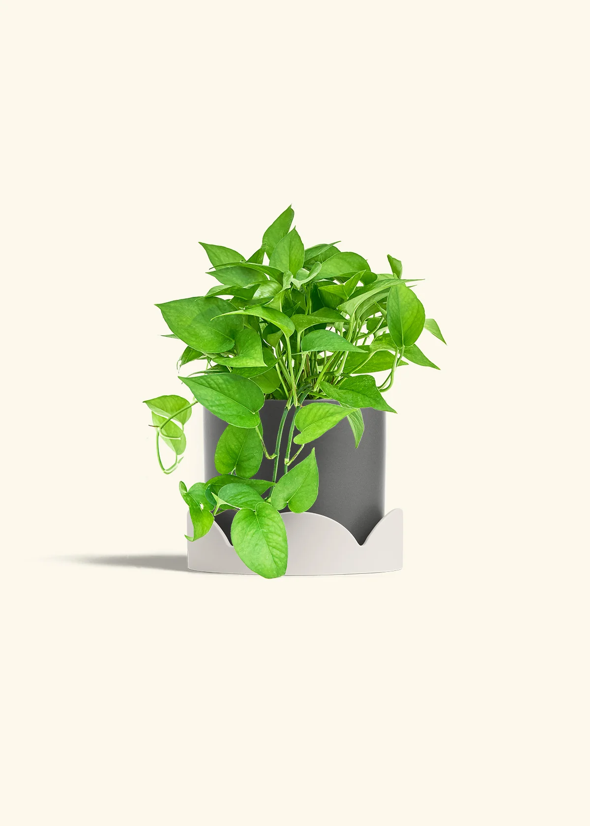 Pothos Jade - Image 32